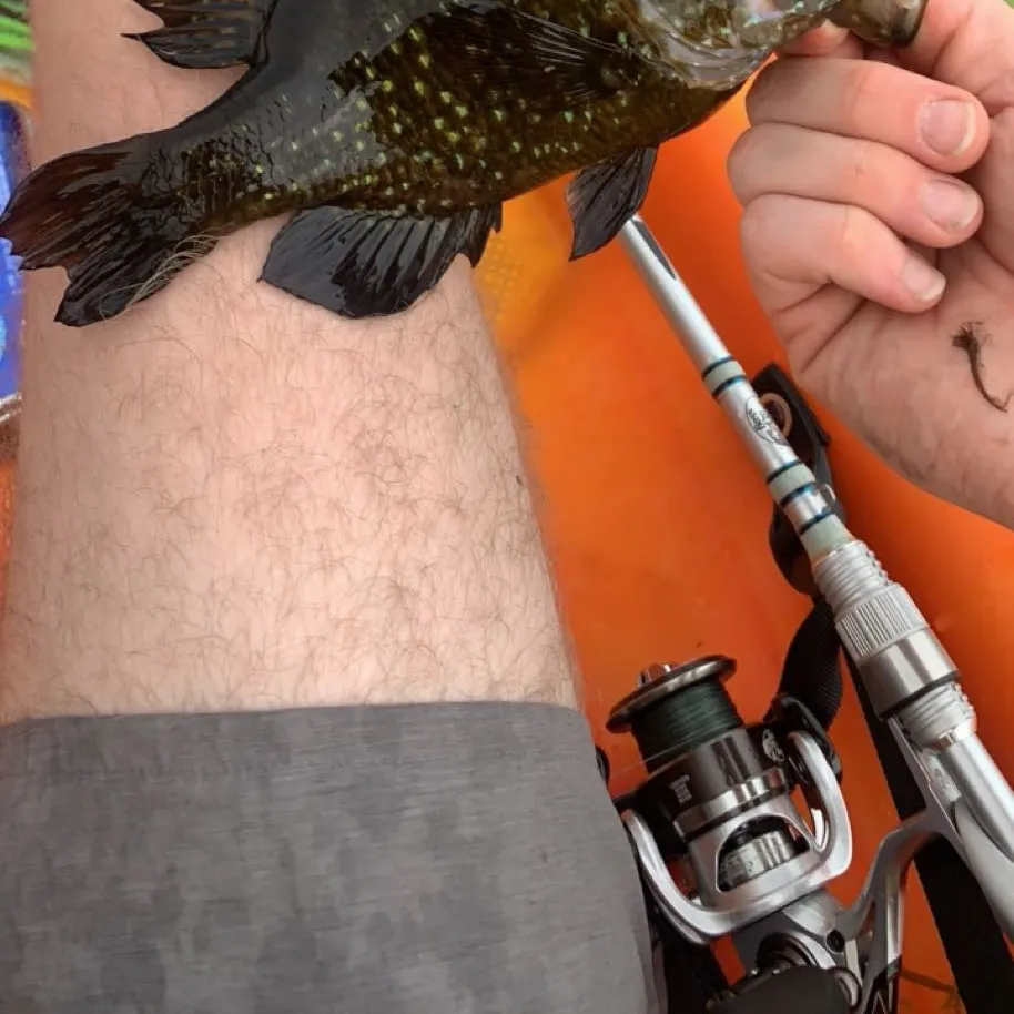 Warmouth caught on Fishbrain