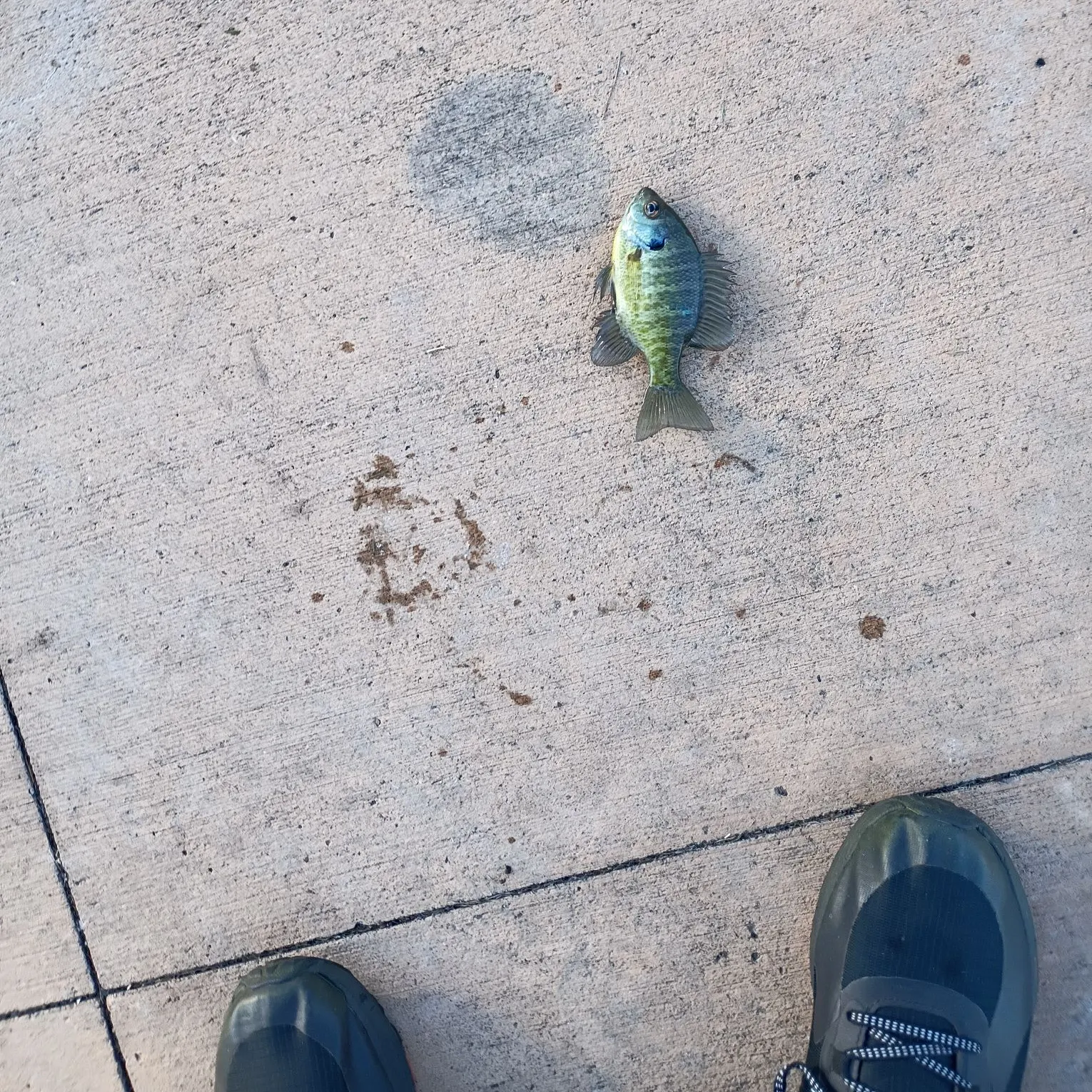 Bluegill caught on Fishbrain