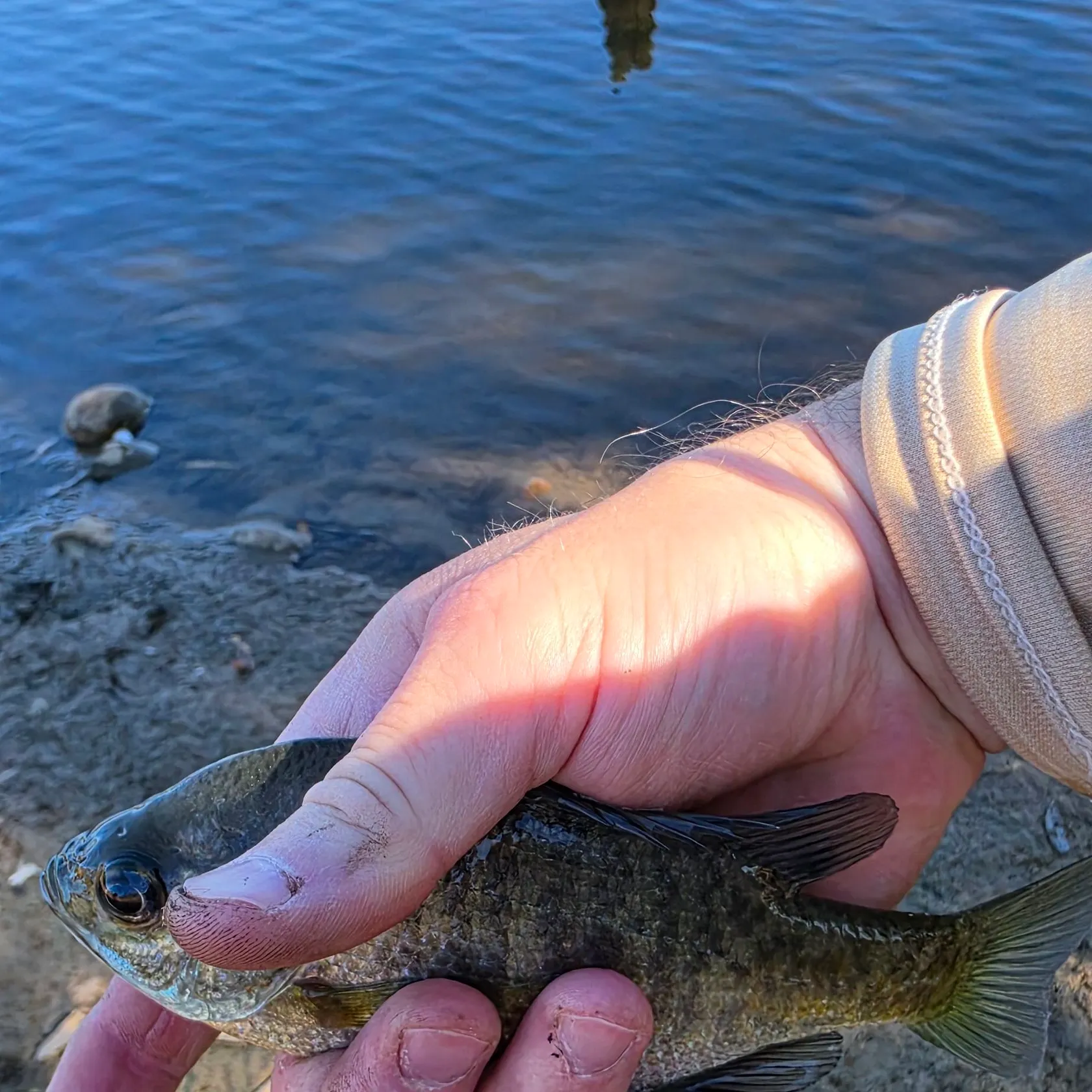 Bluegill caught on Fishbrain