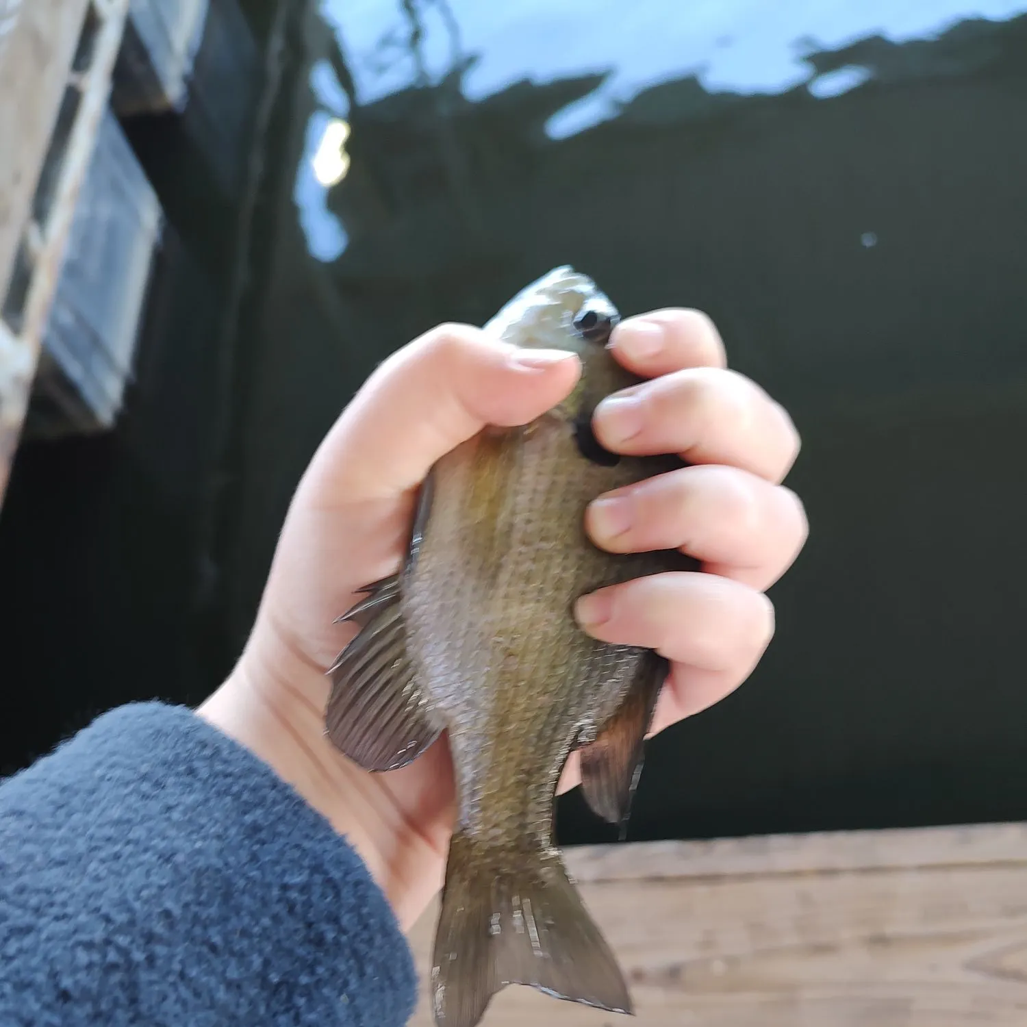 Bluegill caught on Fishbrain