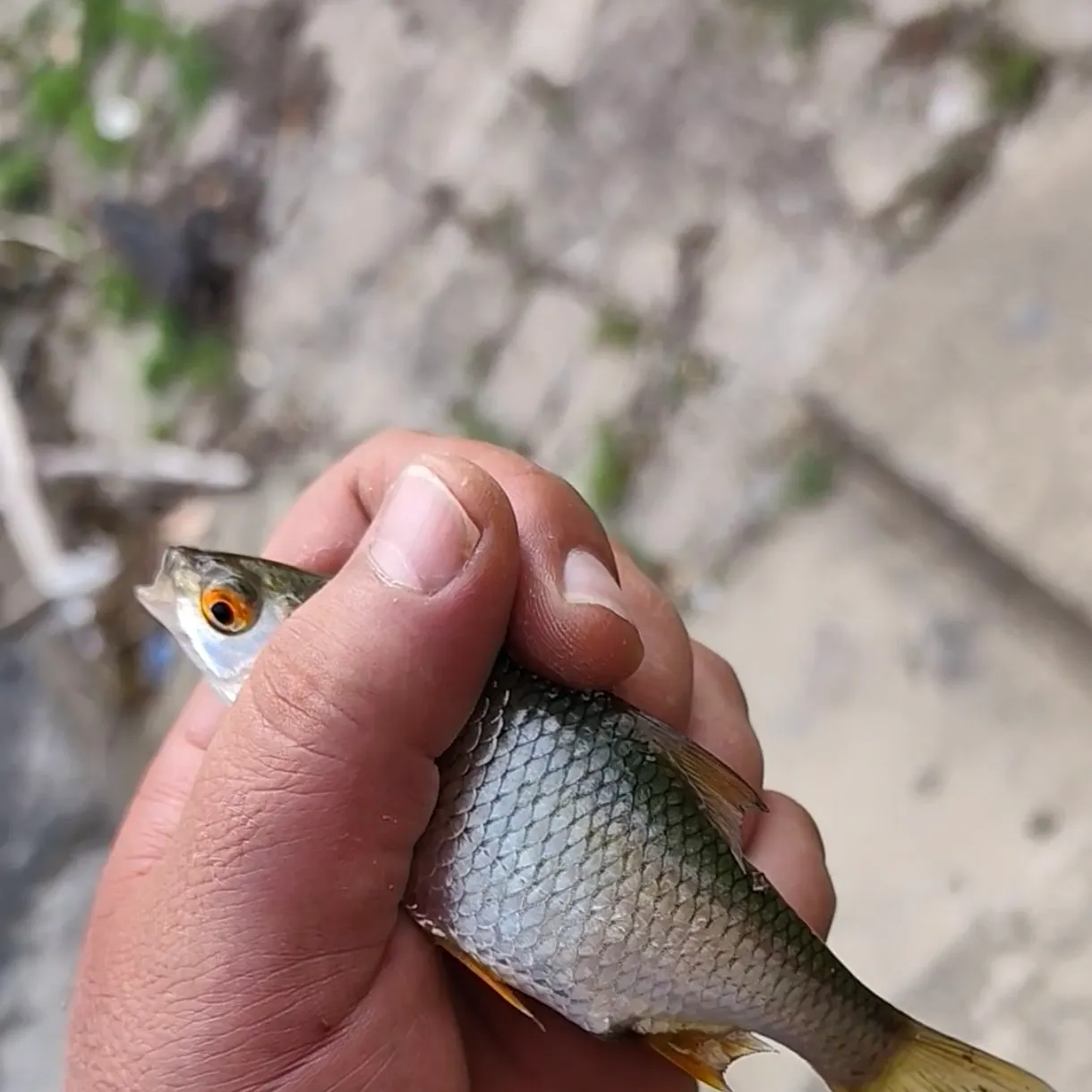 Common roach caught on Fishbrain