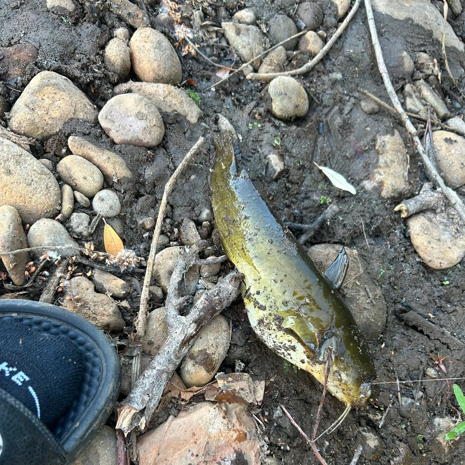 Yellow bullhead caught on Fishbrain