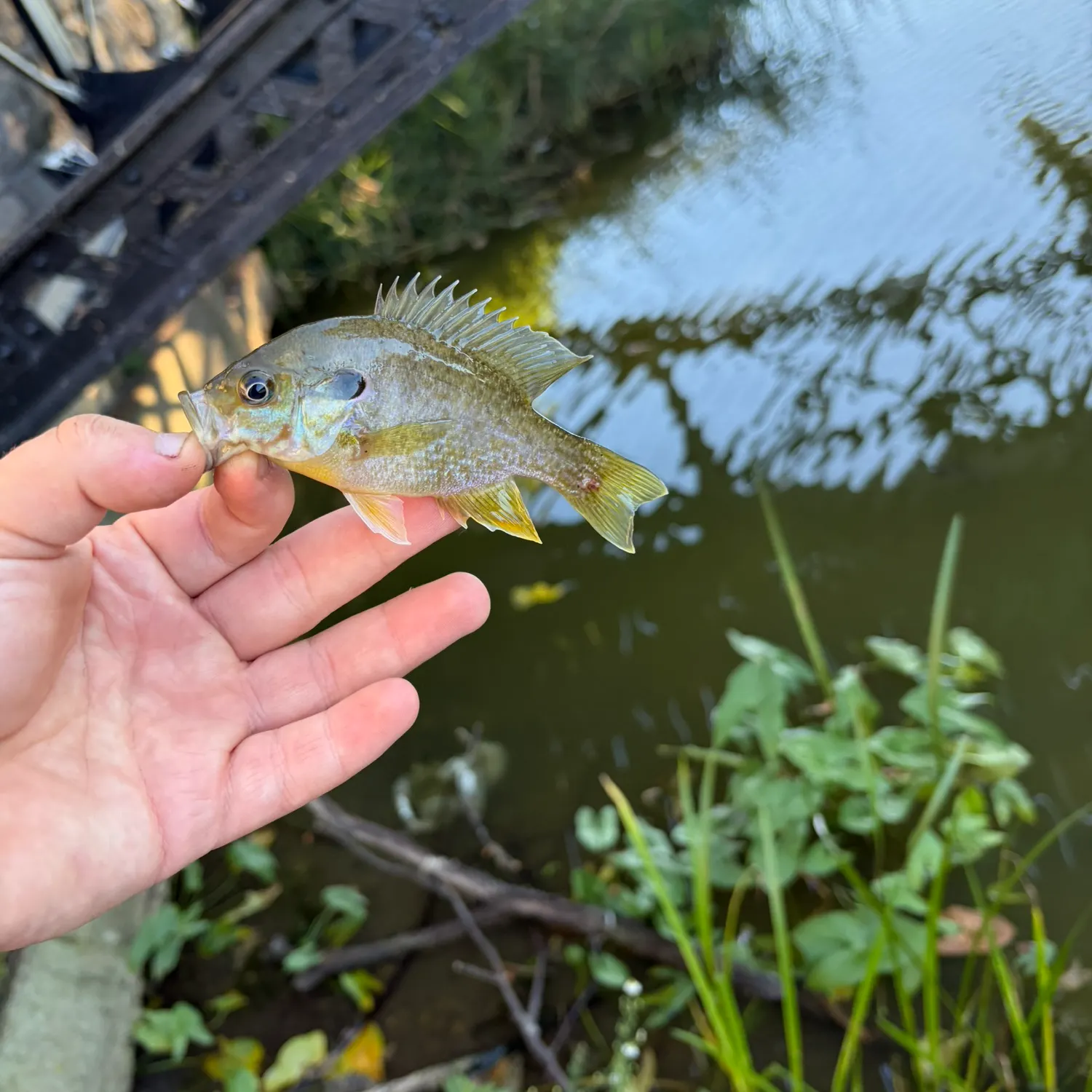 Greengill hybrid caught on Fishbrain