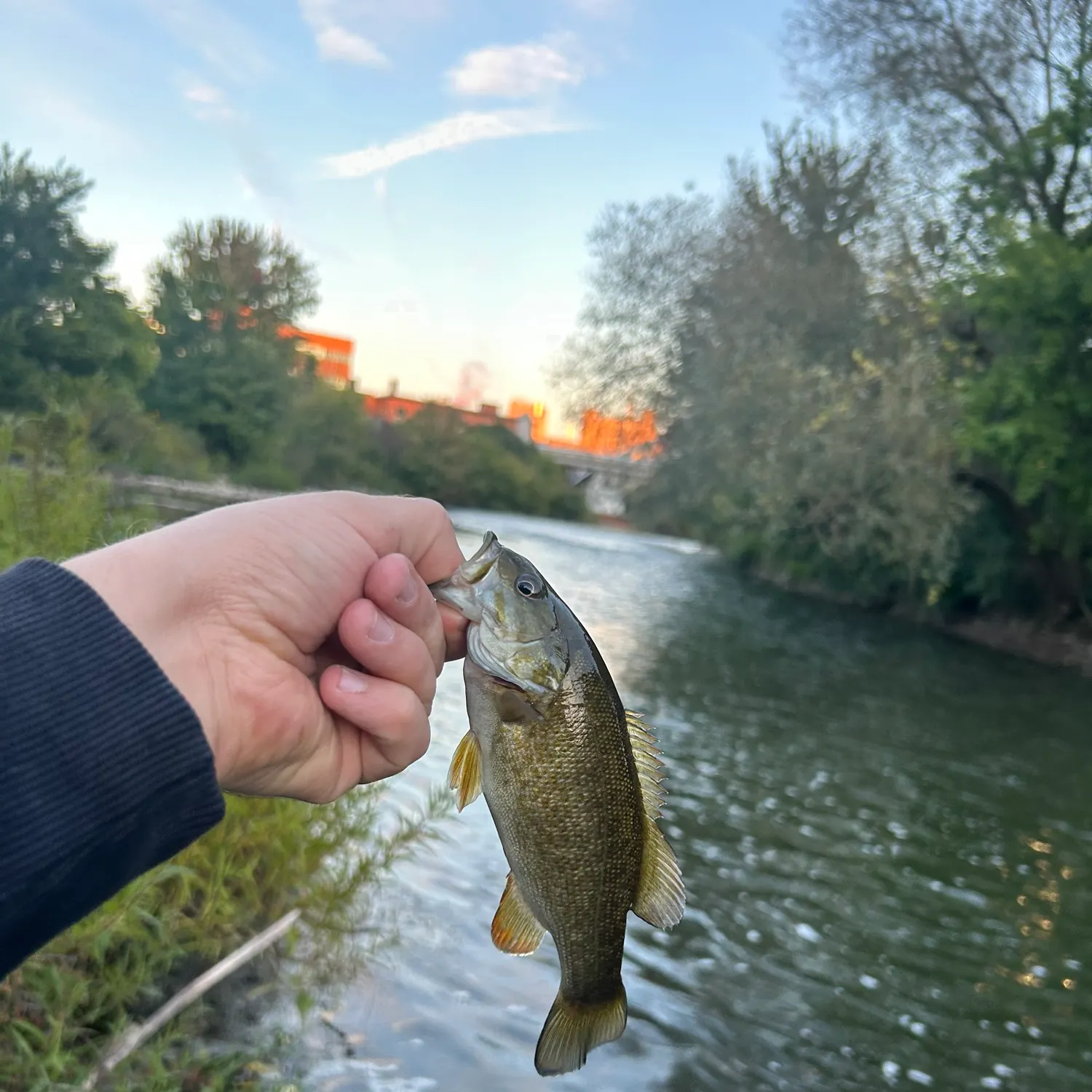 Smallmouth bass caught on Fishbrain