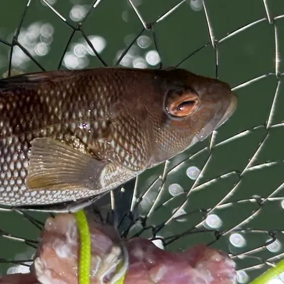Black sea bass caught on Fishbrain