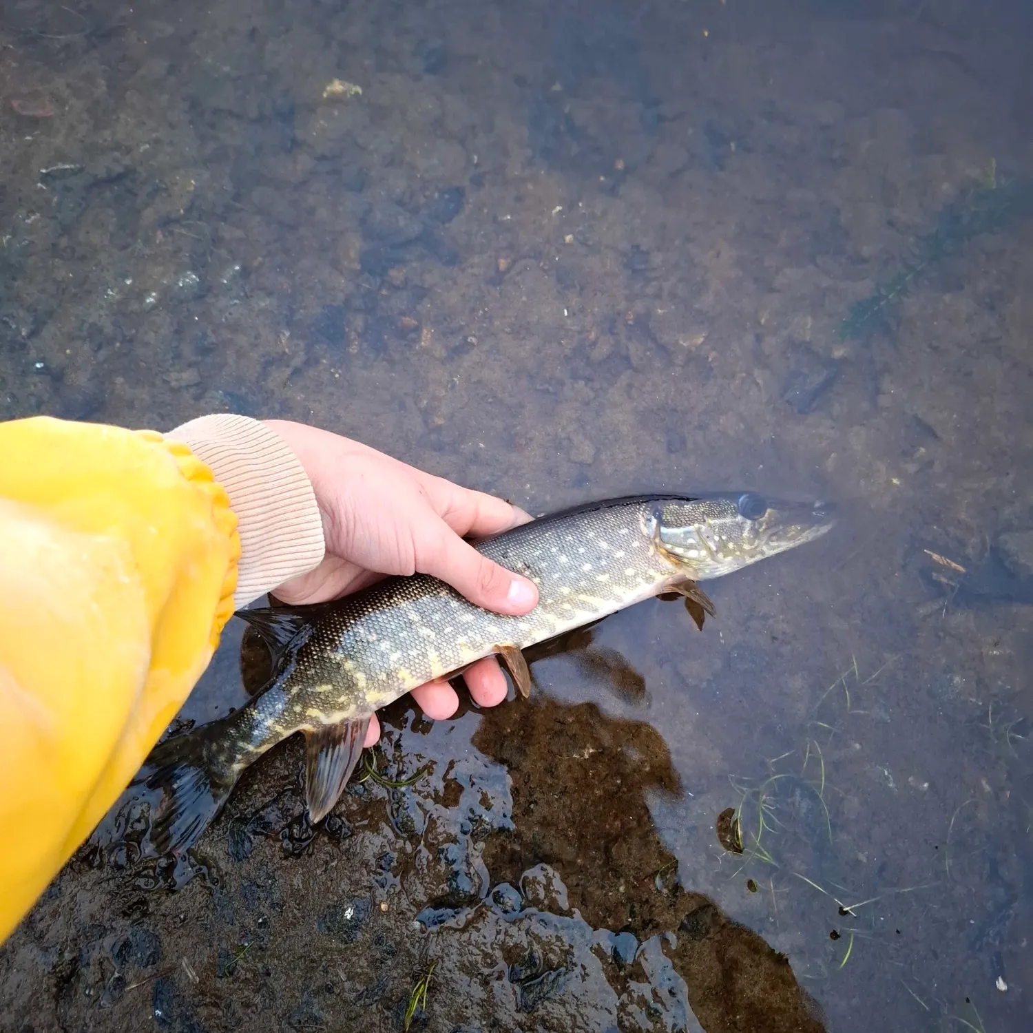 Northern pike caught on Fishbrain