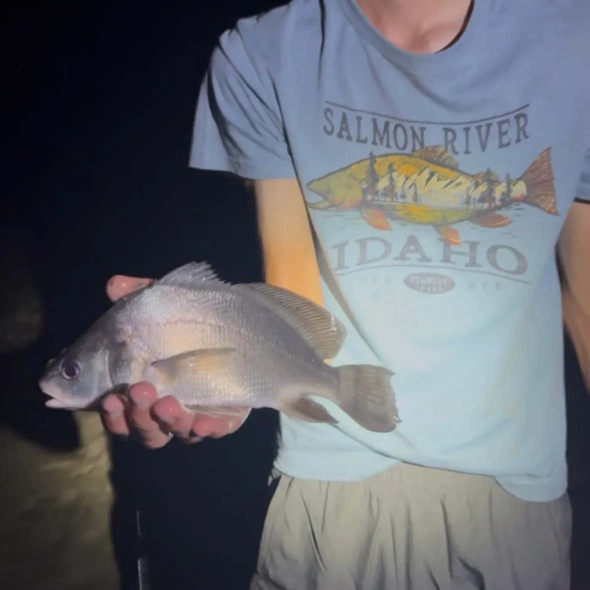 Freshwater drum caught on Fishbrain