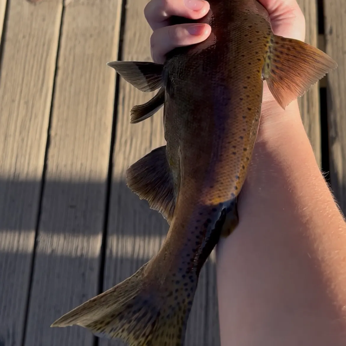 Kokanee salmon caught on Fishbrain