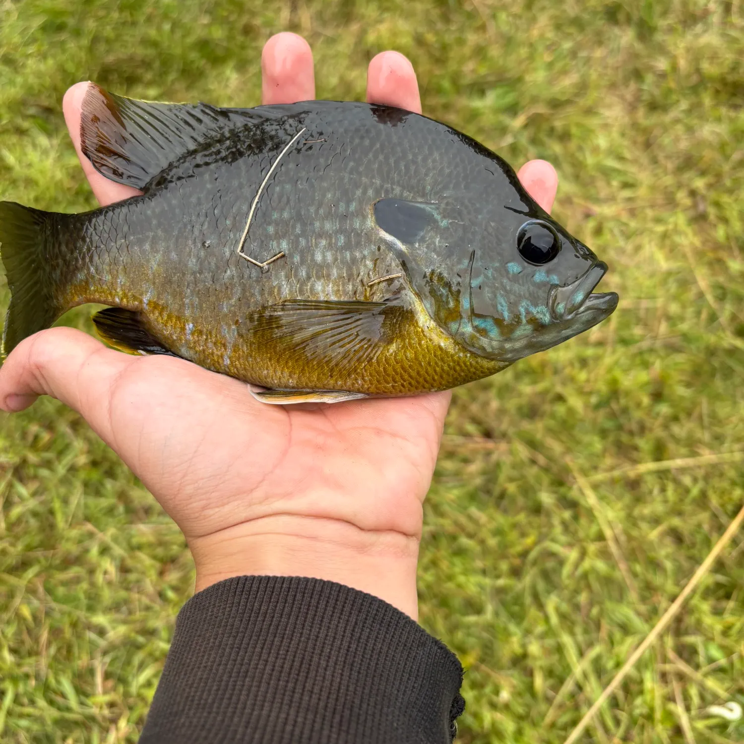 Greengill hybrid caught on Fishbrain