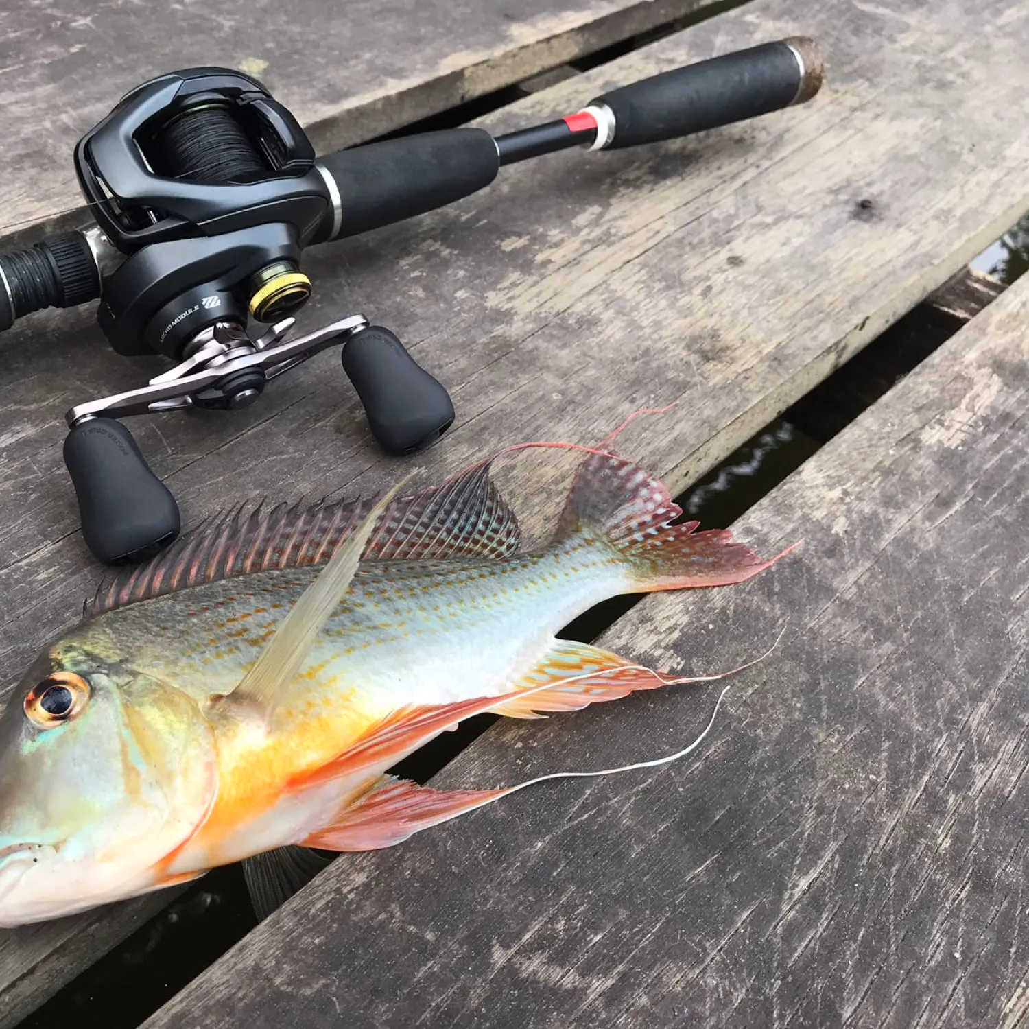 angler catch