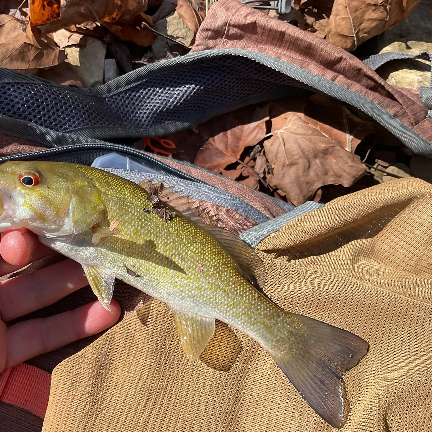 Smallmouth bass caught on Fishbrain