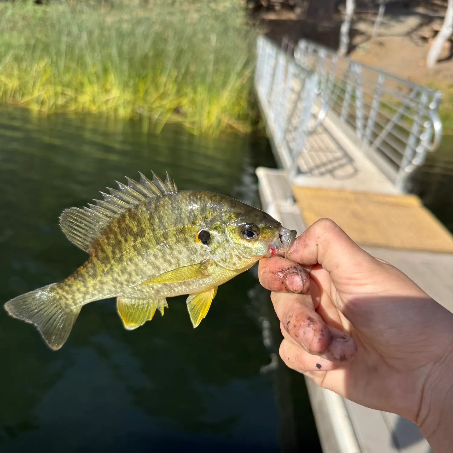 Redear sunfish caught on Fishbrain