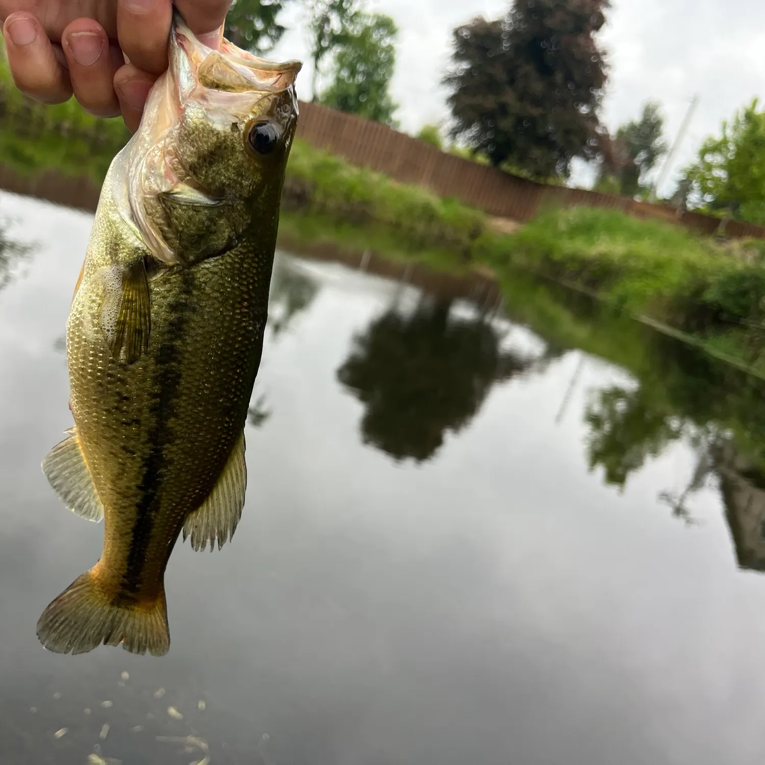 Pumpkinseed caught on Fishbrain
