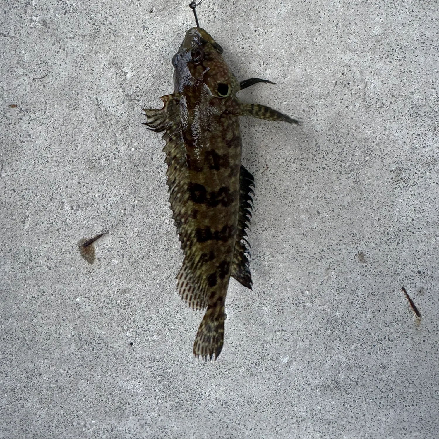 Fish caught on Fishbrain