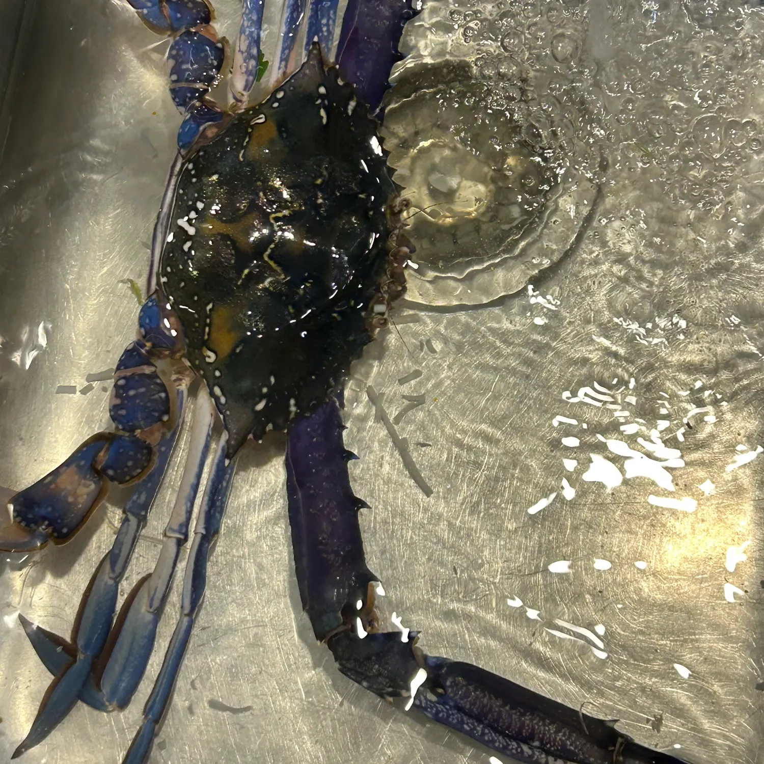 The most recent Blue swimmer crab catches on Fishbrain