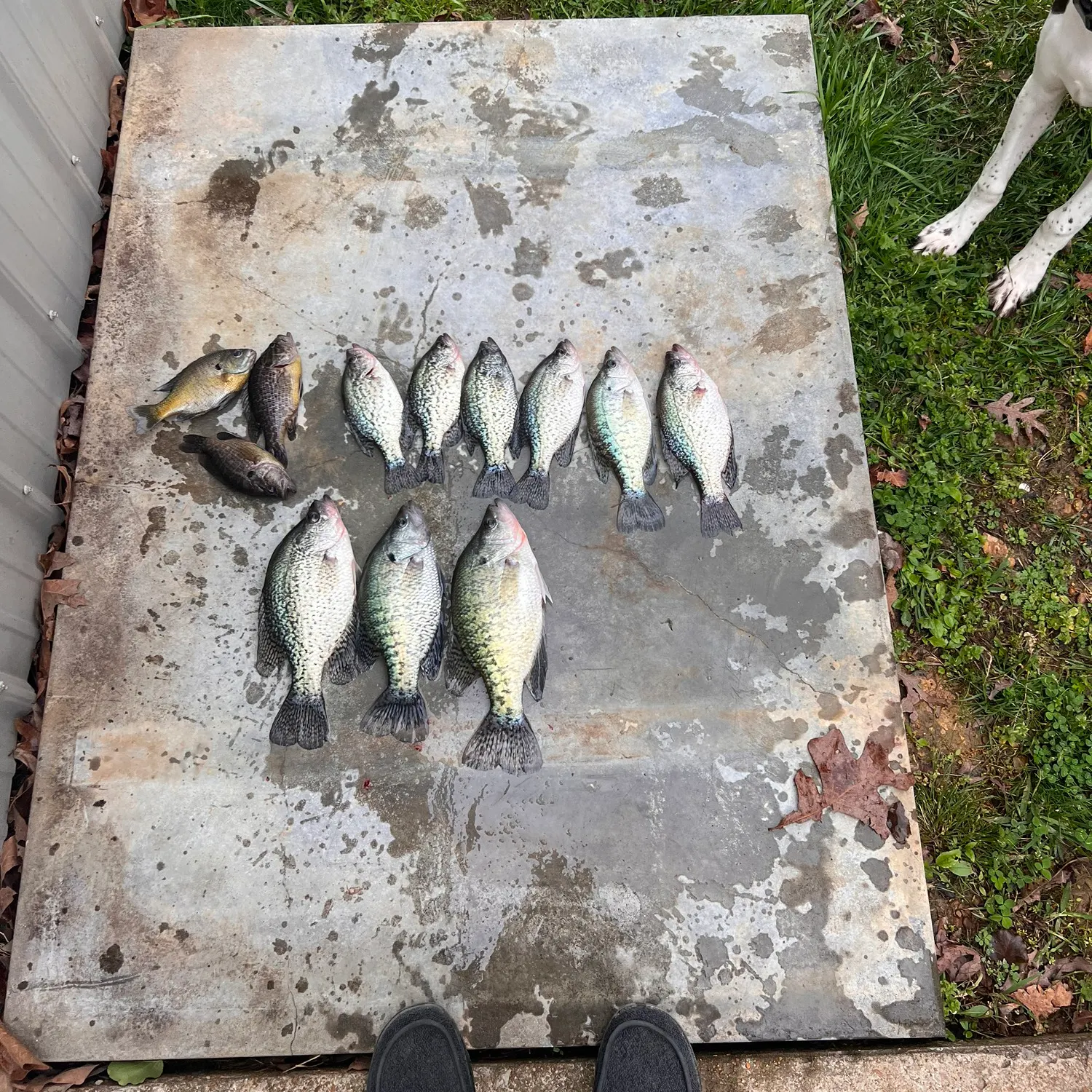 recently logged catches