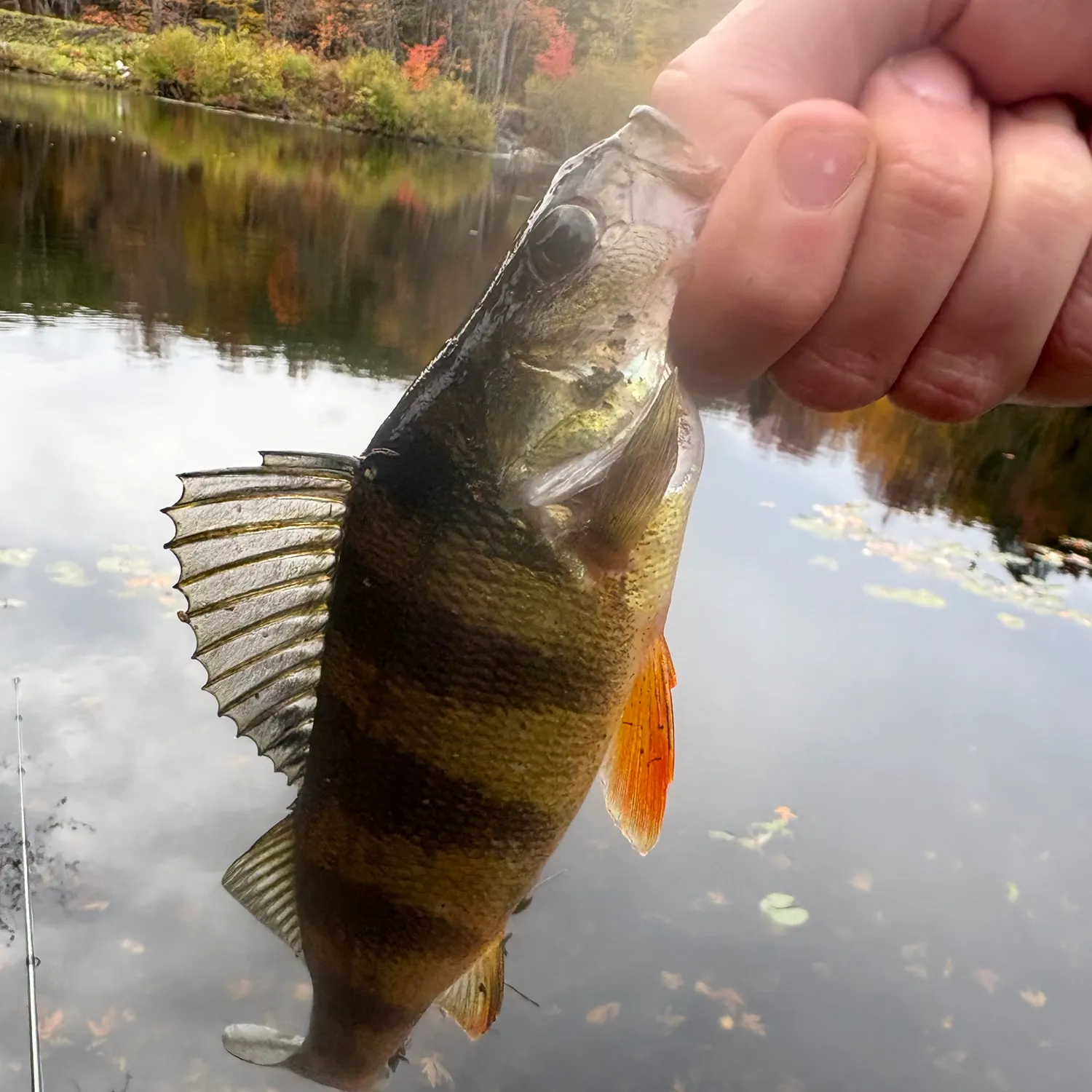 Yellow perch caught on Fishbrain