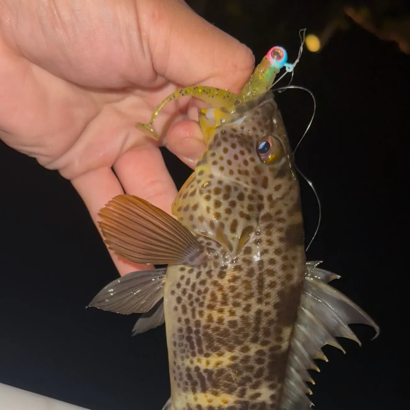 The most recent Spotted sand bass catches on Fishbrain
