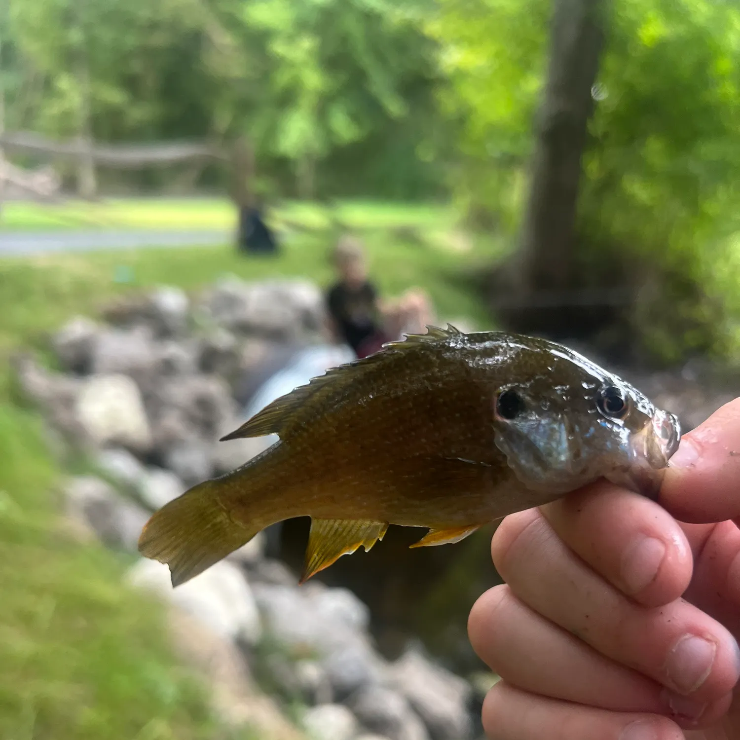 Green sunfish caught on Fishbrain