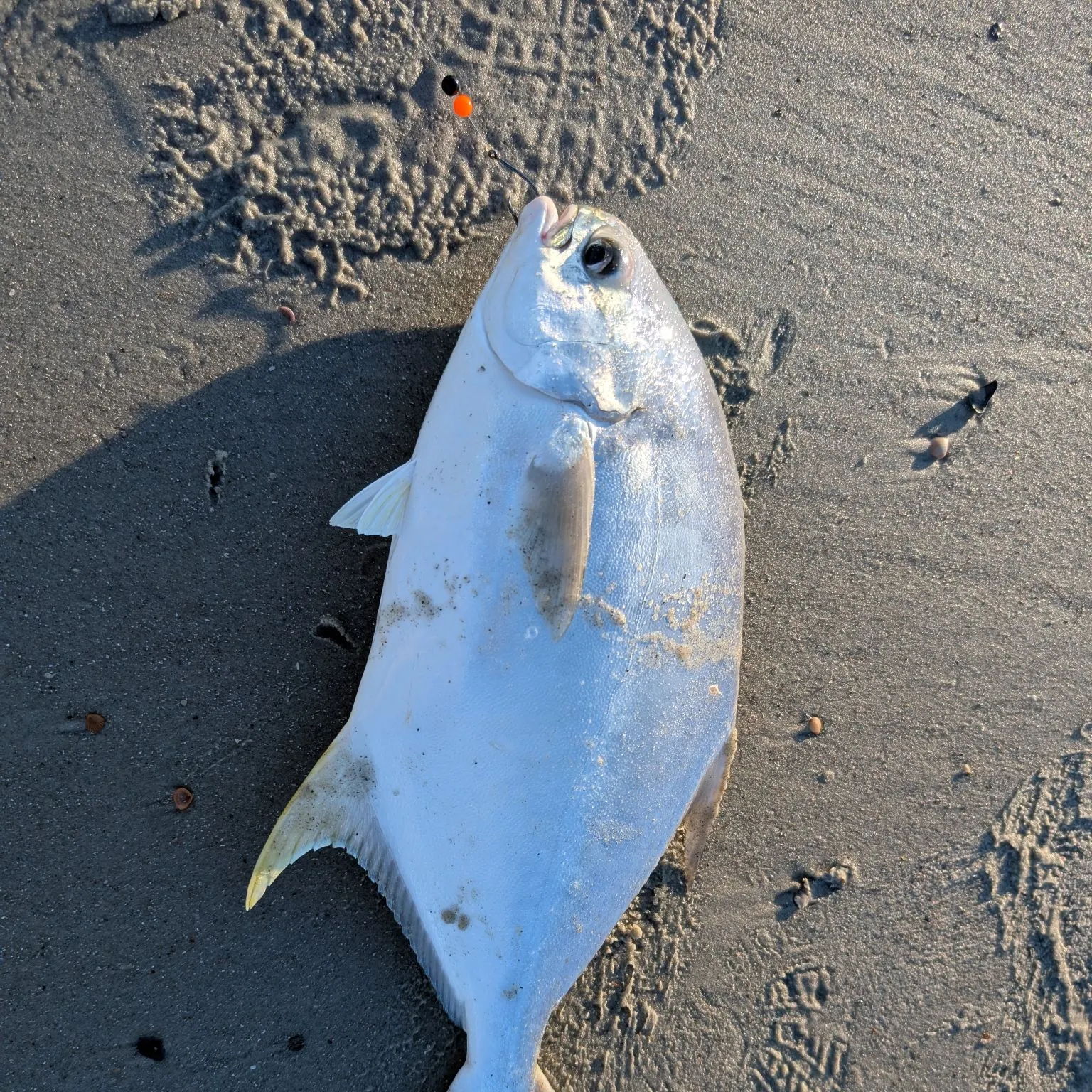 The most recent Southern pompano catches on Fishbrain