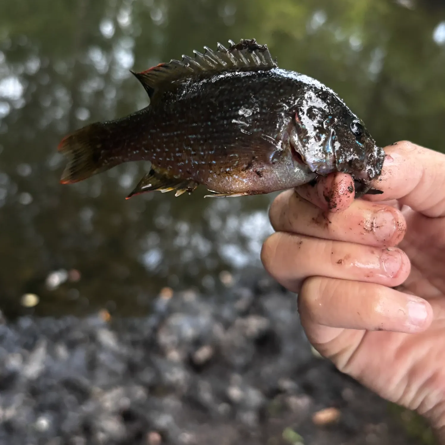 Black crappie caught on Fishbrain