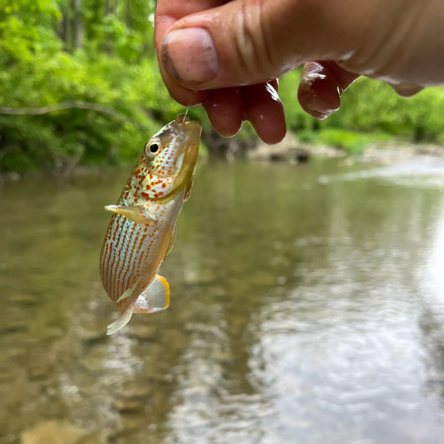 The most recent Northern studfish catches on Fishbrain