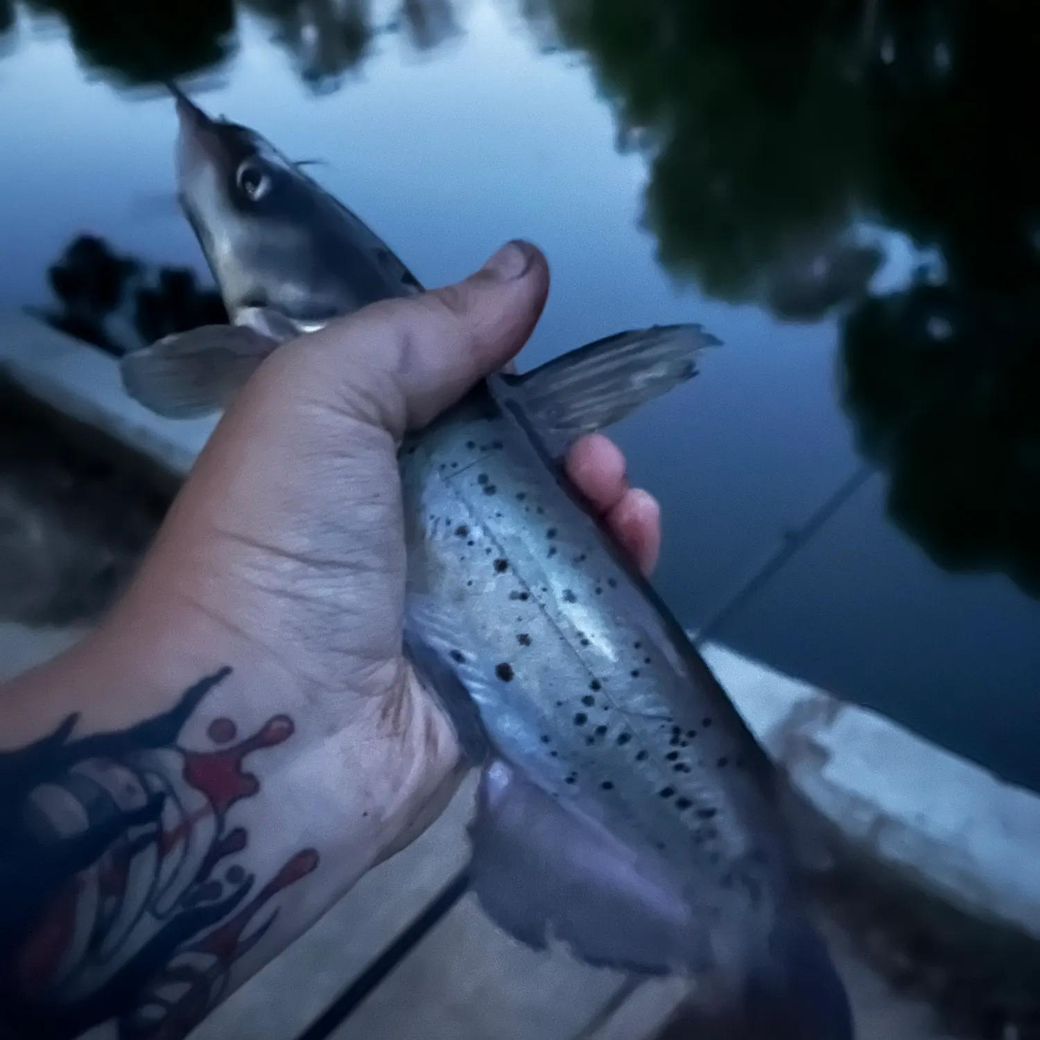 recently logged catches