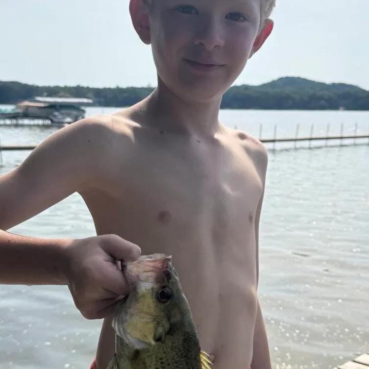 The most recent Rock bass catches on Fishbrain