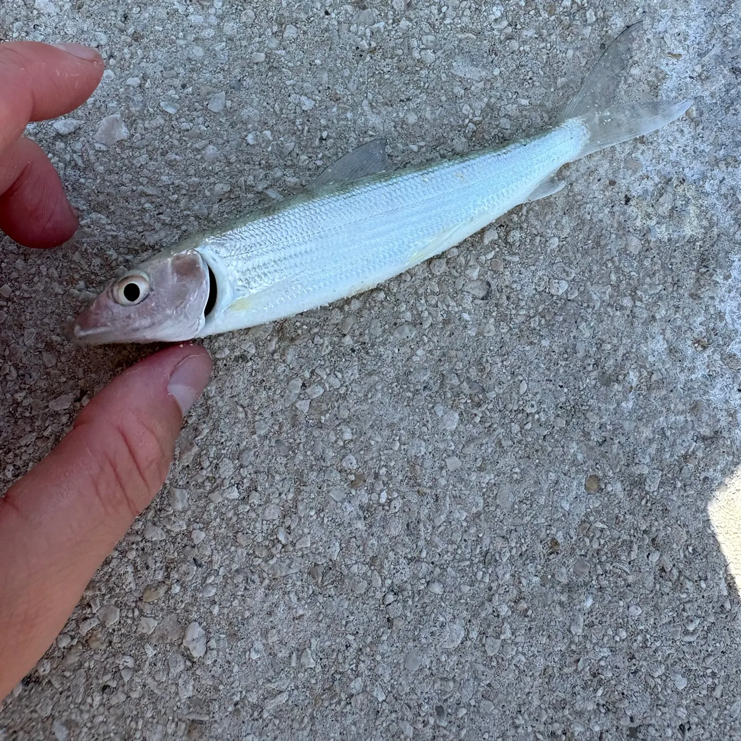 West Atlantic bonefish caught on Fishbrain