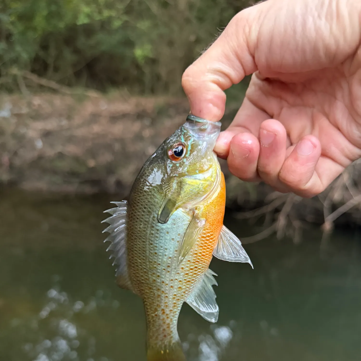 Redbreast sunfish caught on Fishbrain