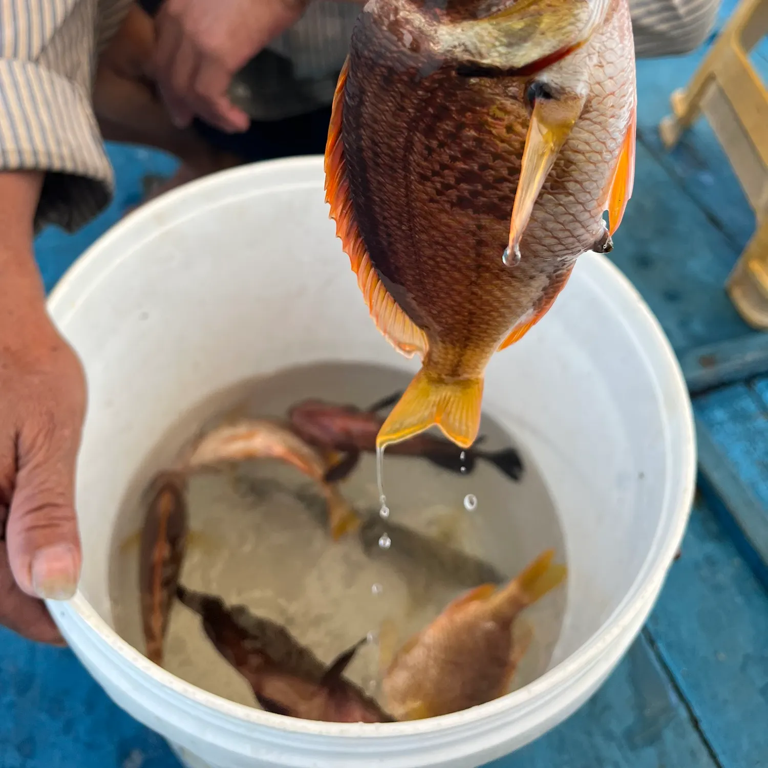 The most recent Whitecheek monocle bream catches on Fishbrain