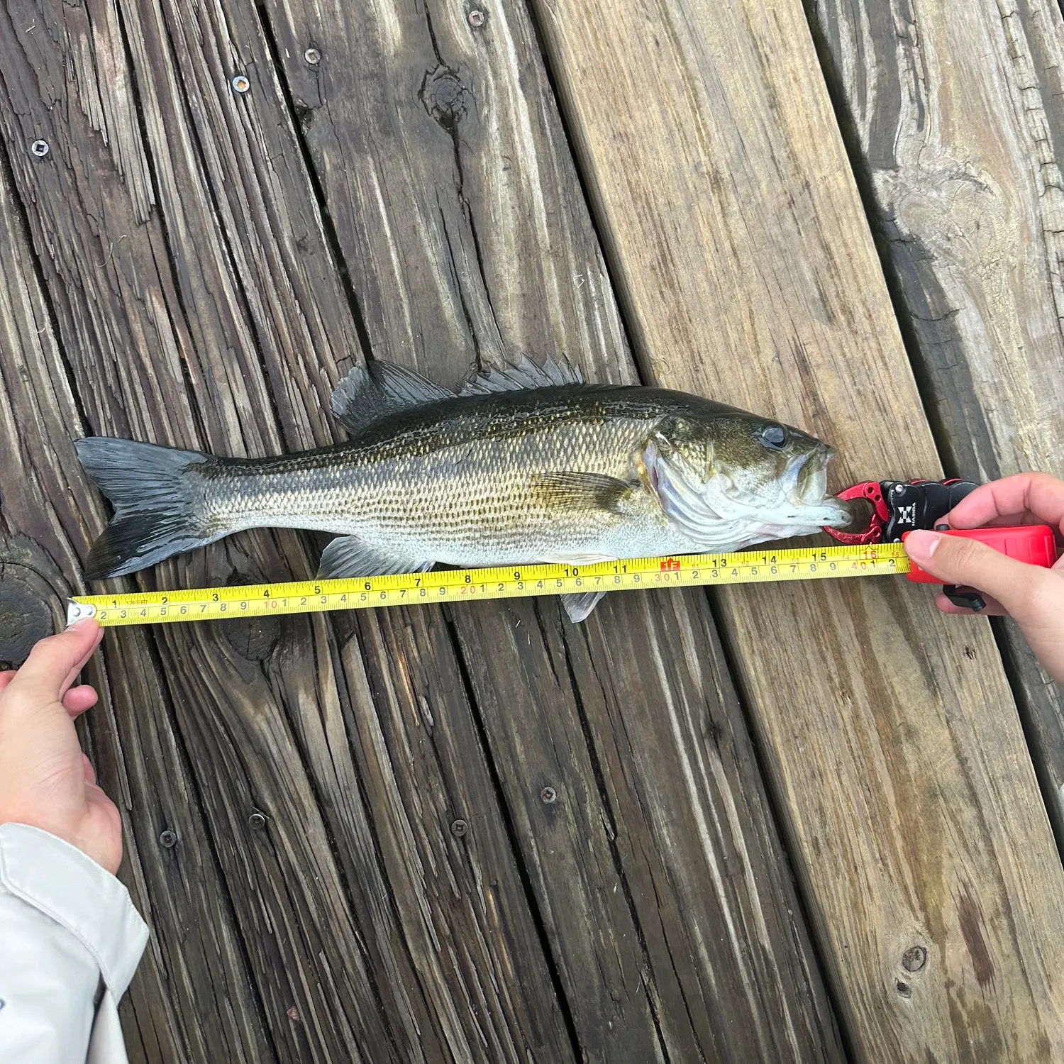 Spotted bass caught on Fishbrain