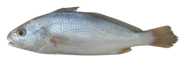 Belanger's croaker