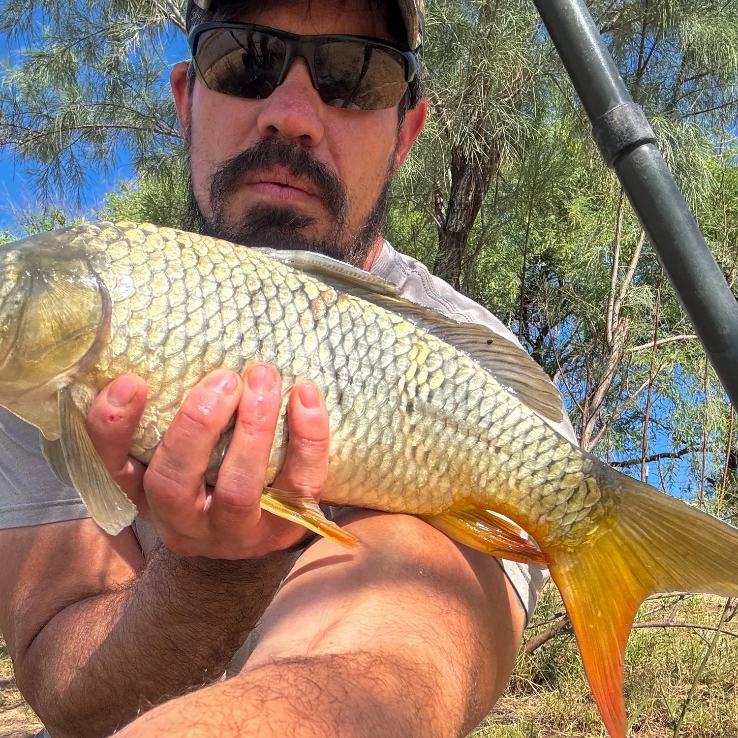 The most recent Ghost carp catches on Fishbrain