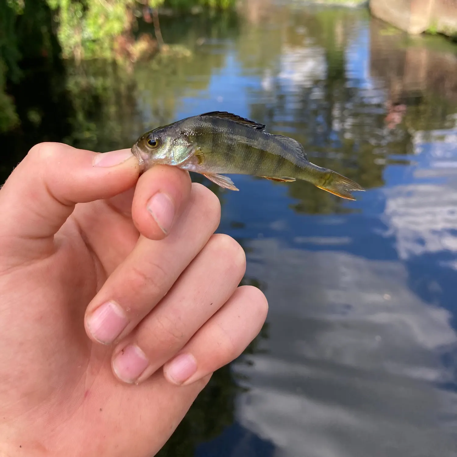 European perch caught on Fishbrain