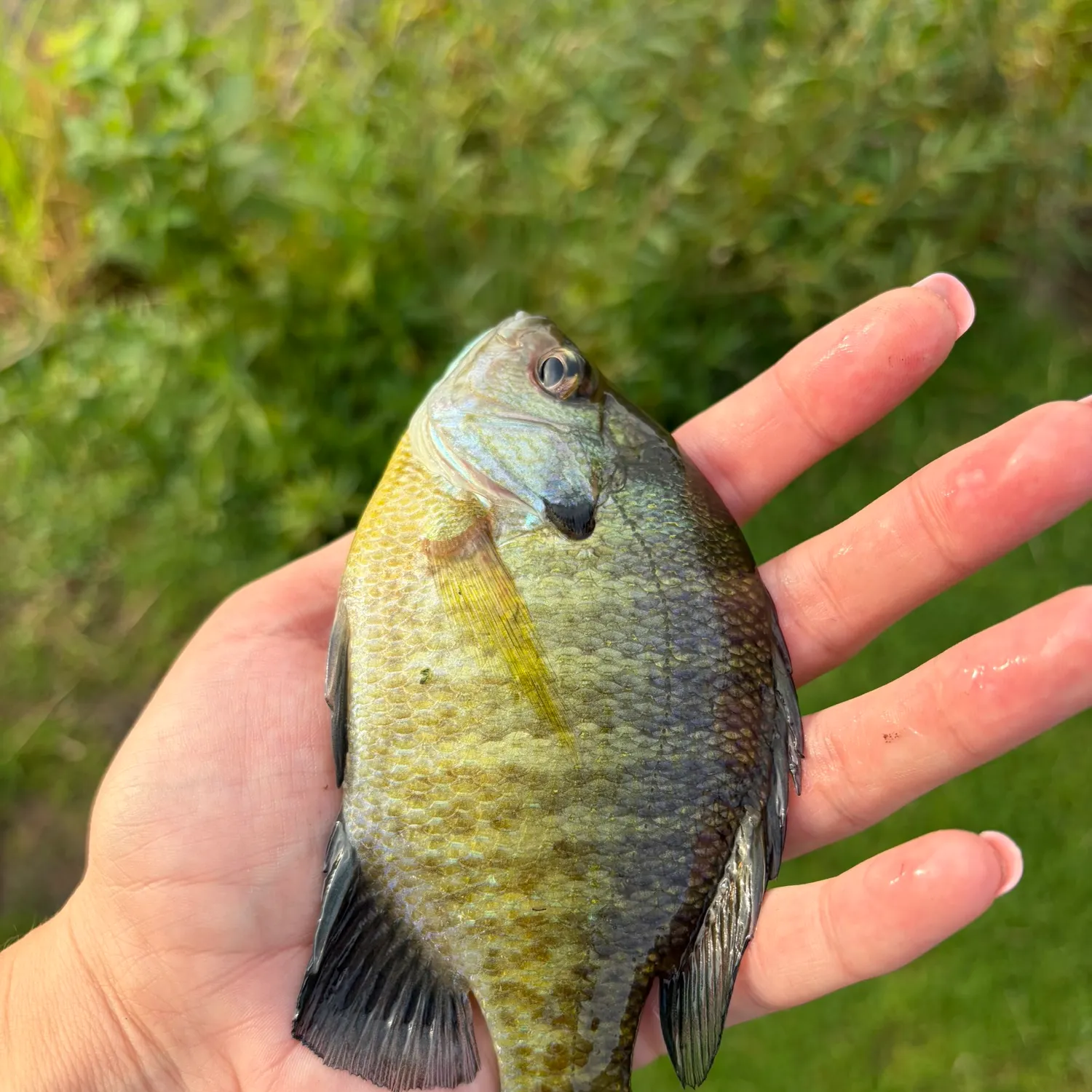 Bluegill caught on Fishbrain
