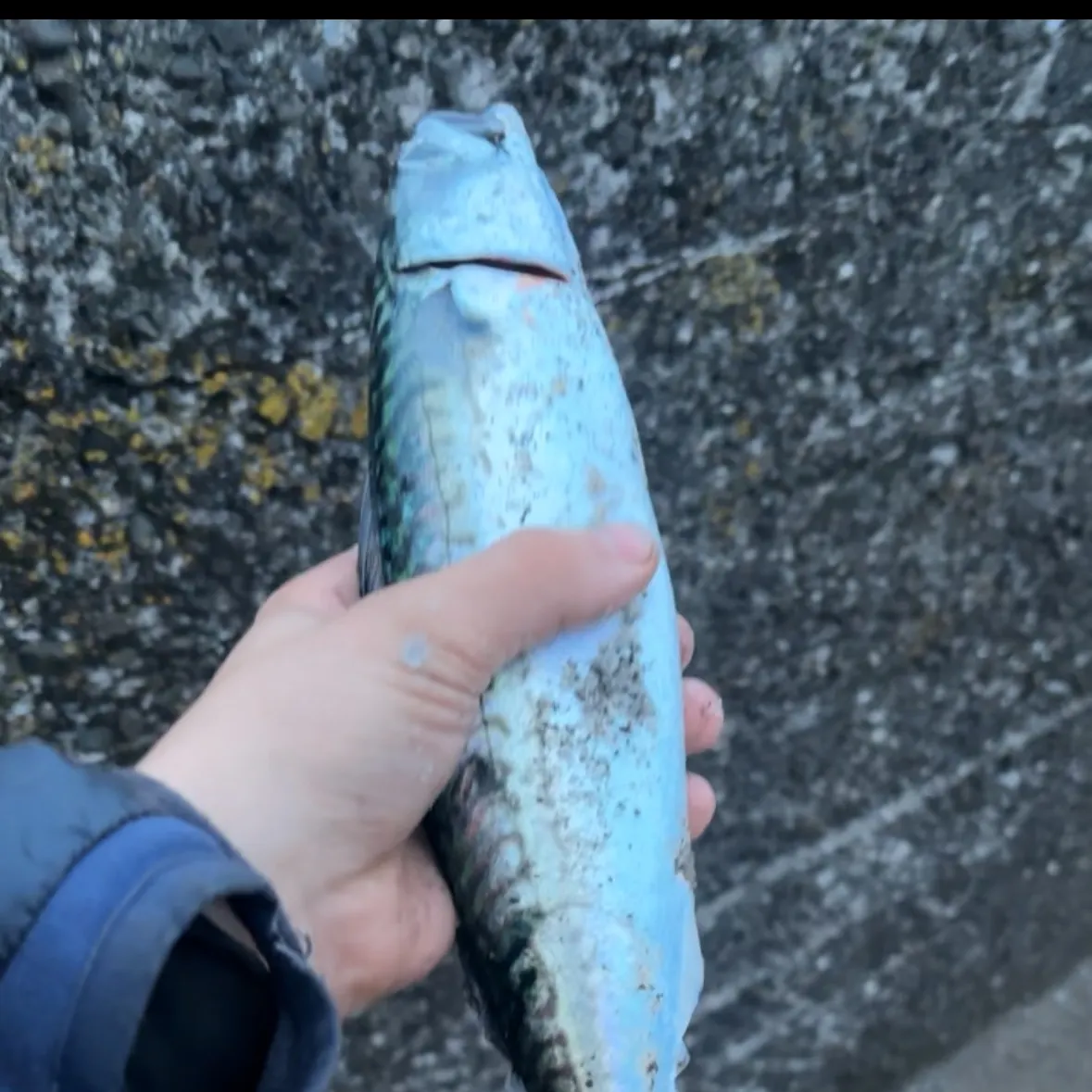 Atlantic mackerel caught on Fishbrain