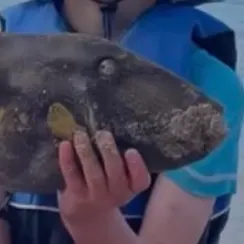 Six-spined leatherjacket caught on Fishbrain