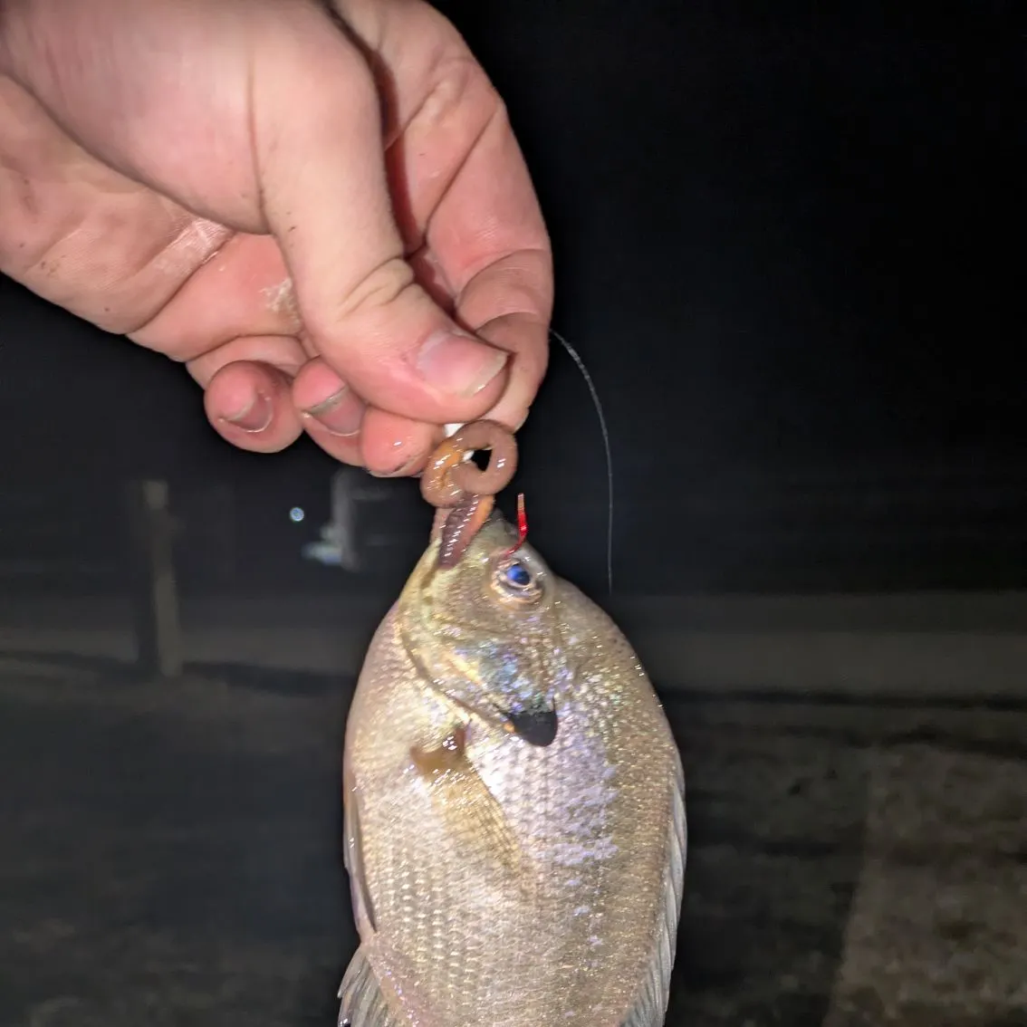 Bluegill caught on Fishbrain