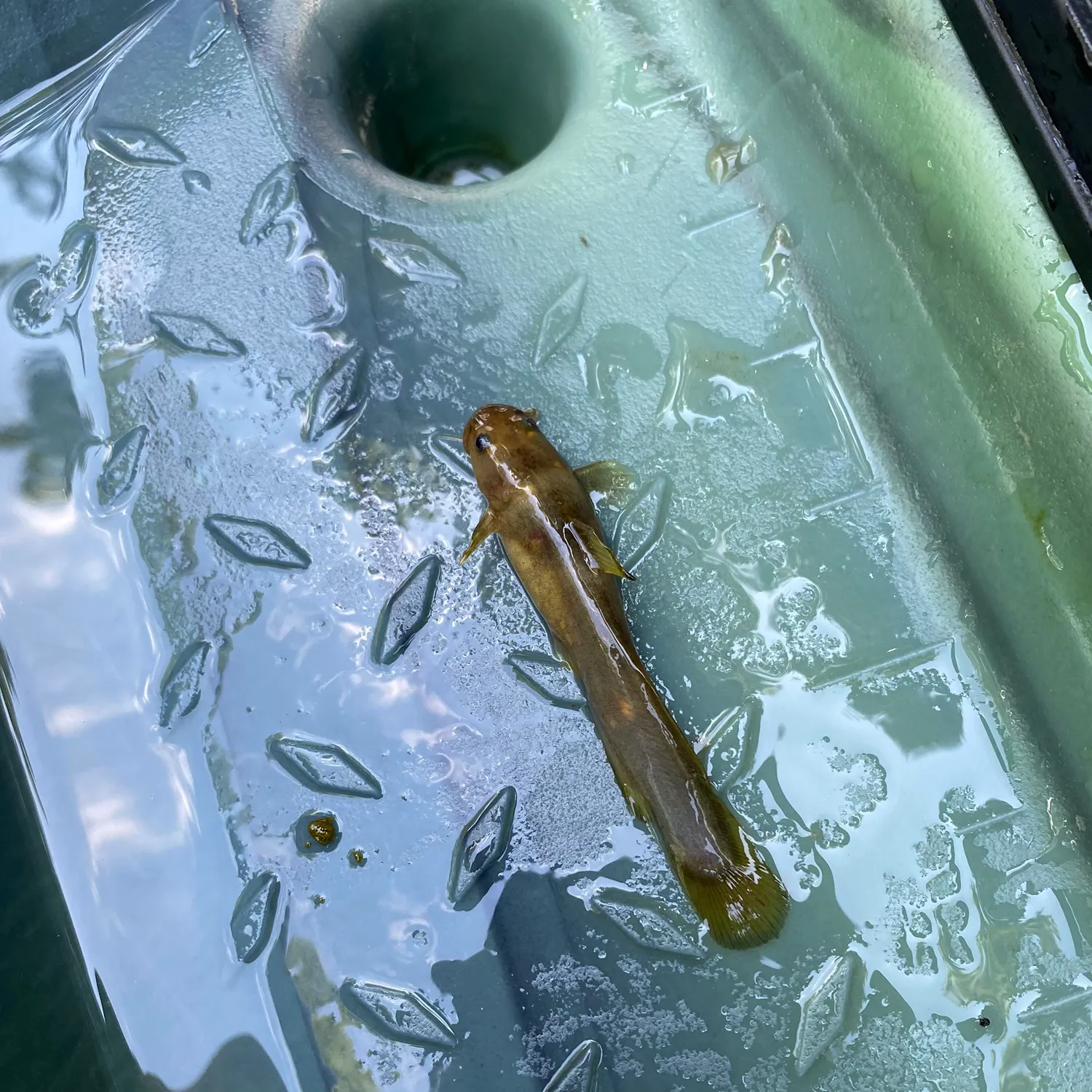 The most recent Slender madtom catches on Fishbrain