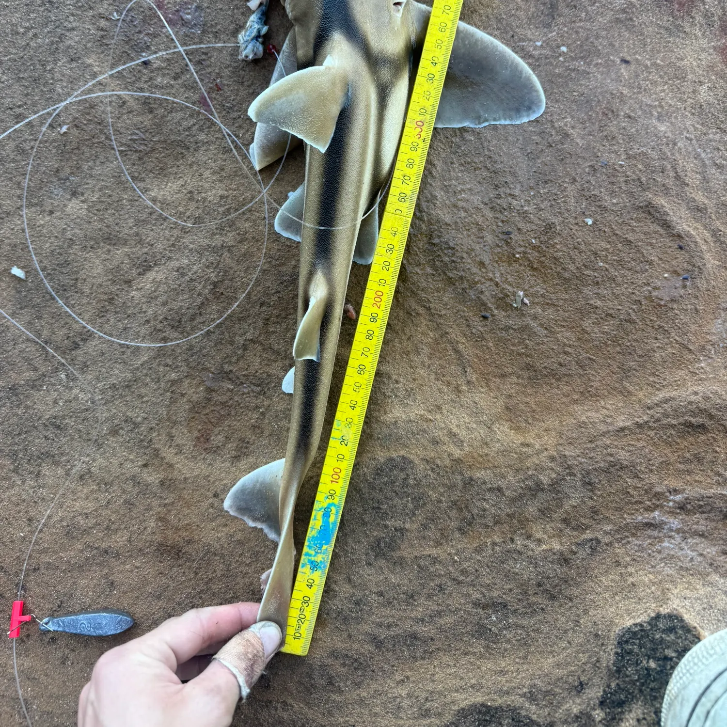 The most recent Port Jackson shark catches on Fishbrain