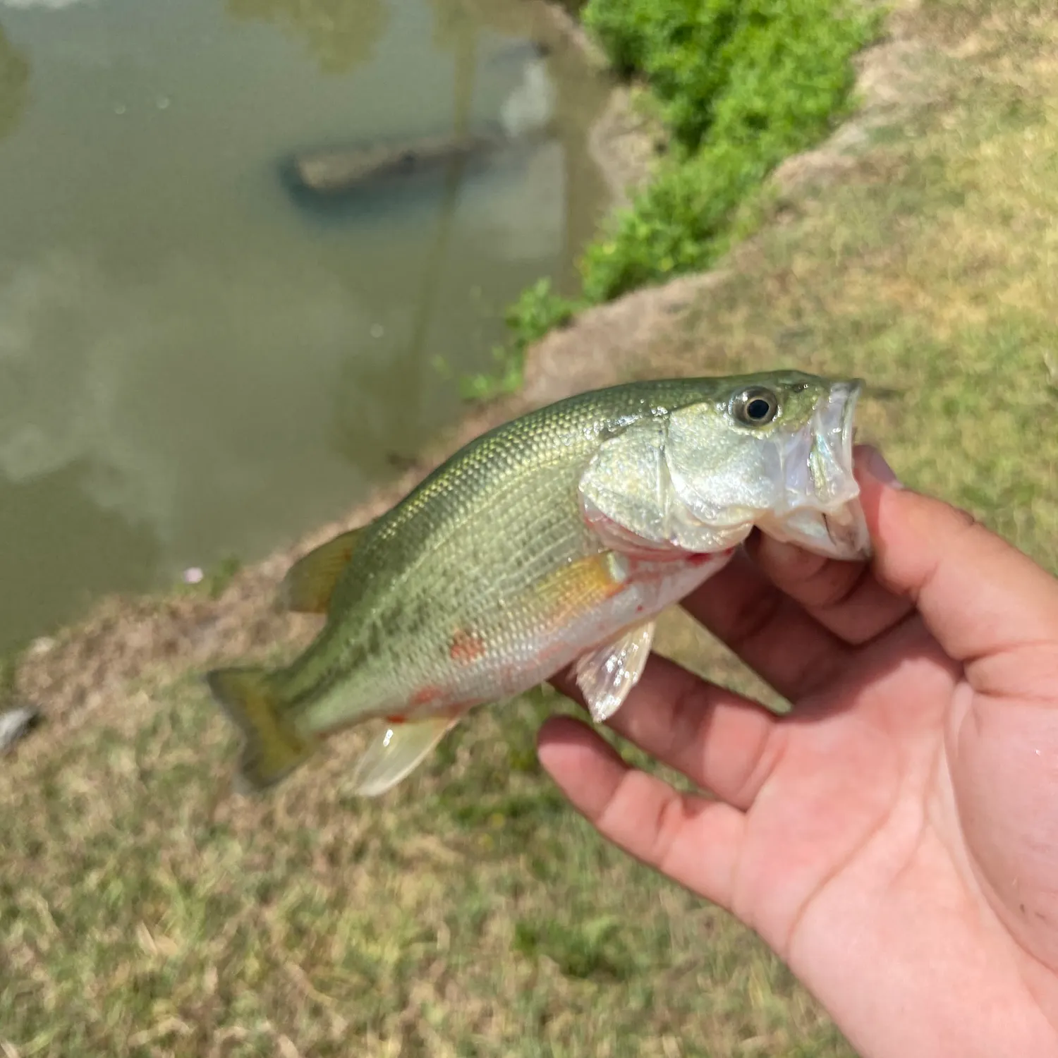 Largemouth bass caught on Fishbrain