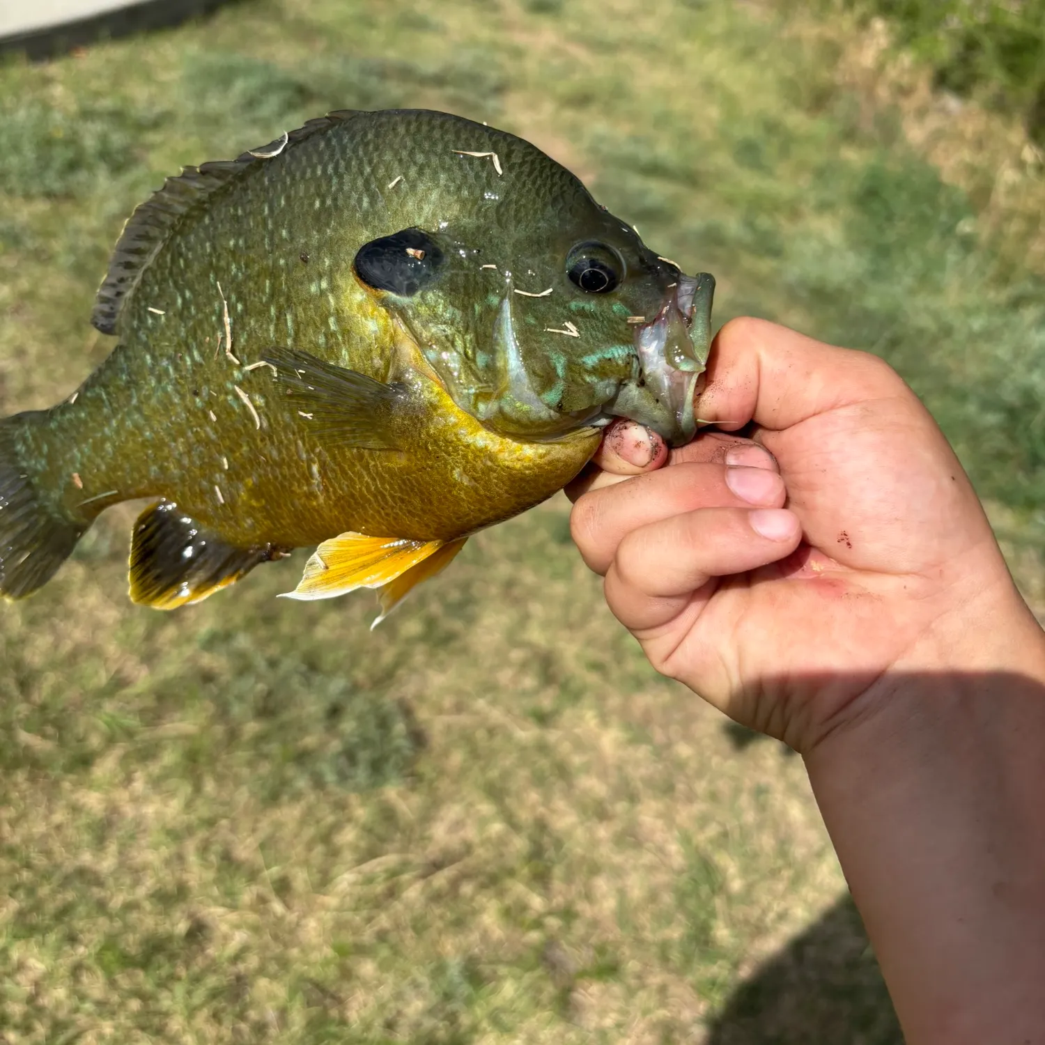 catch