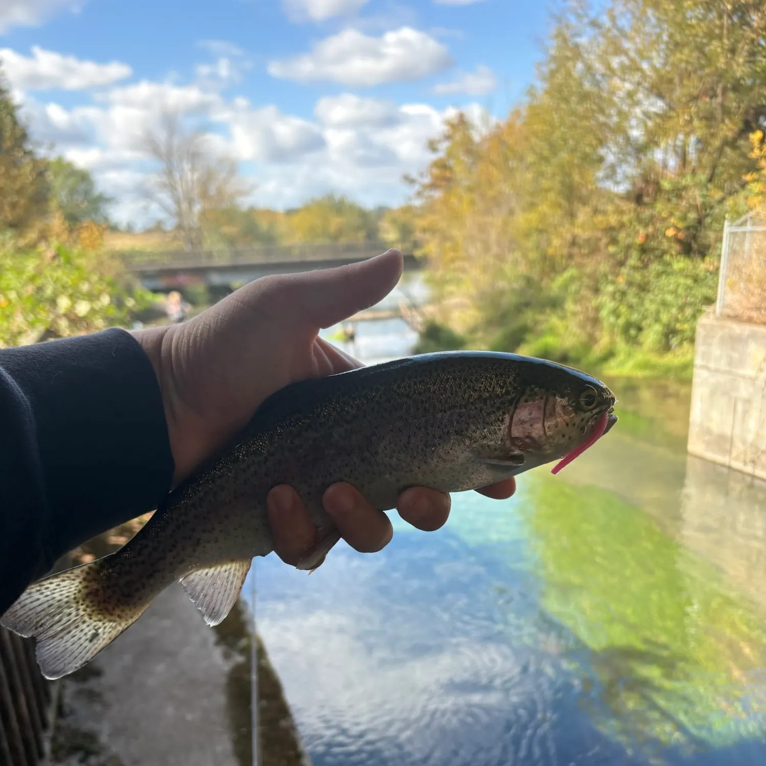 Rainbow trout caught on Fishbrain