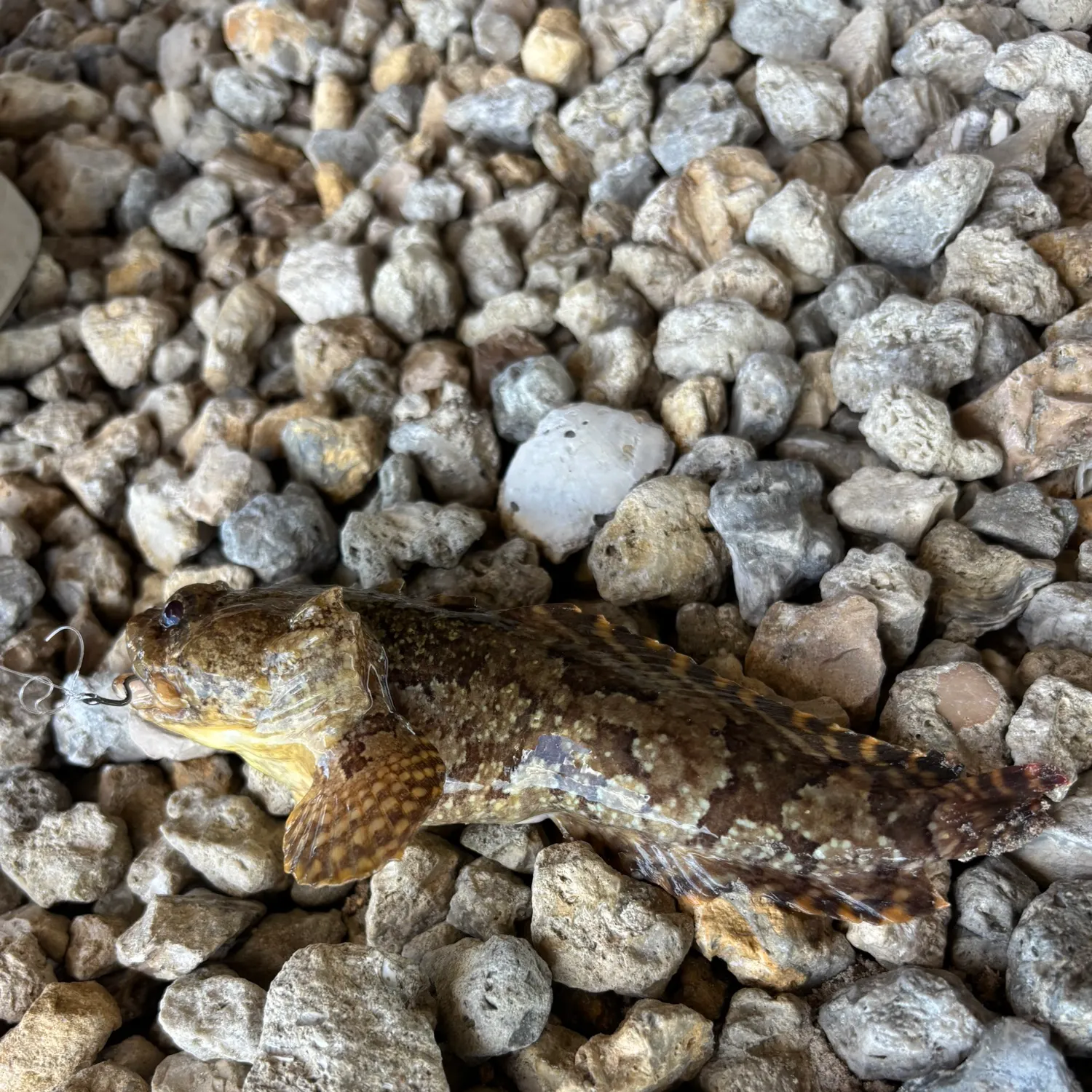 The most recent Oyster toadfish catches on Fishbrain