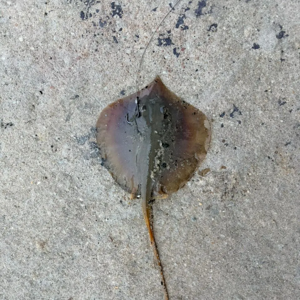 Atlantic stingray caught on Fishbrain