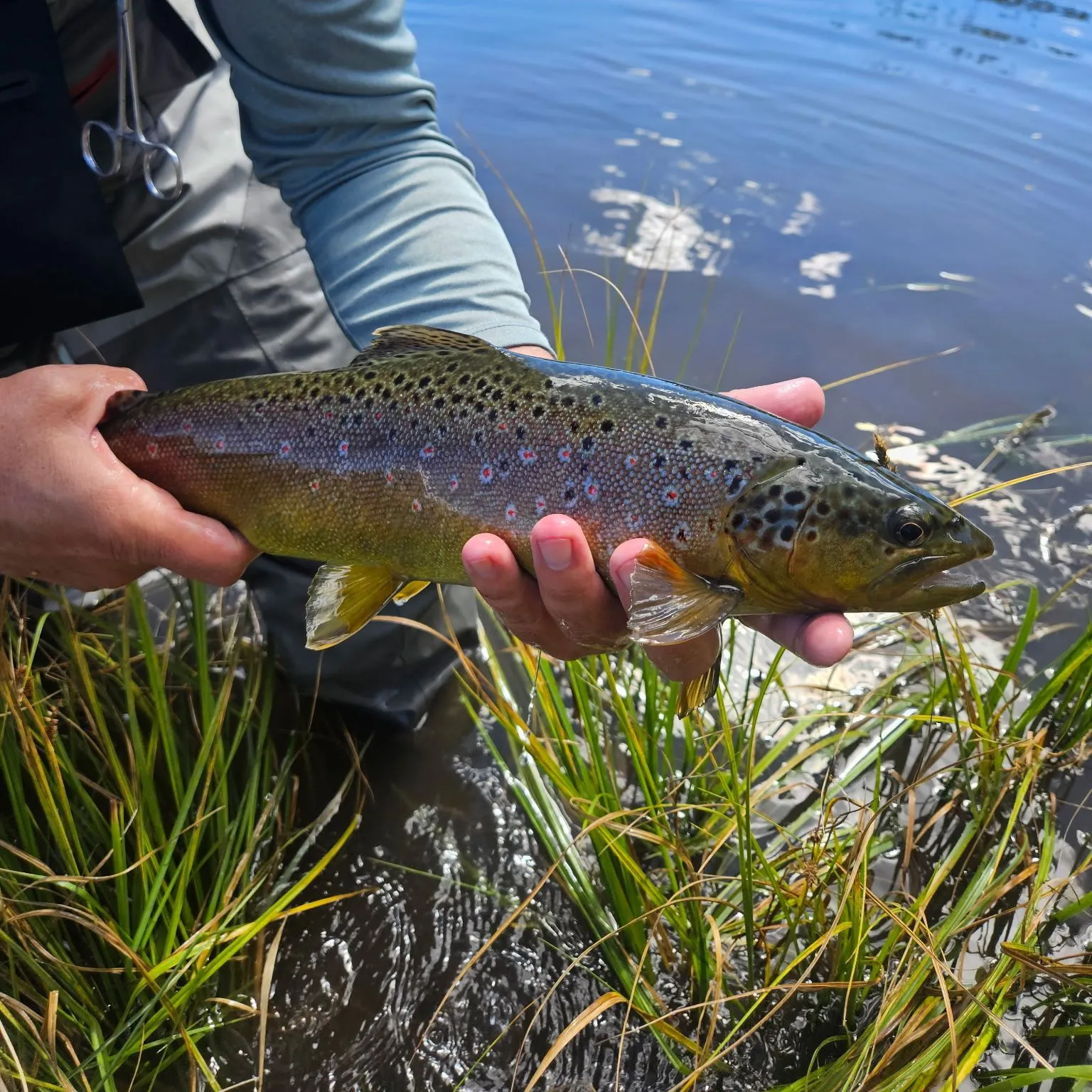 Brown trout caught on Fishbrain