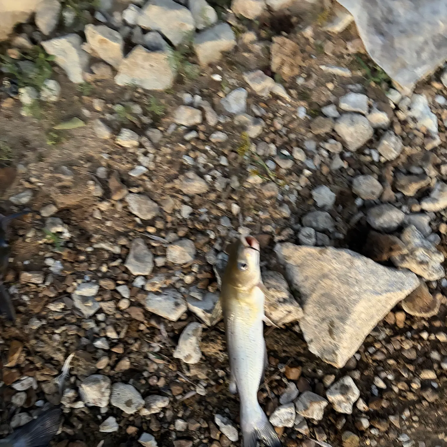 Channel catfish caught on Fishbrain