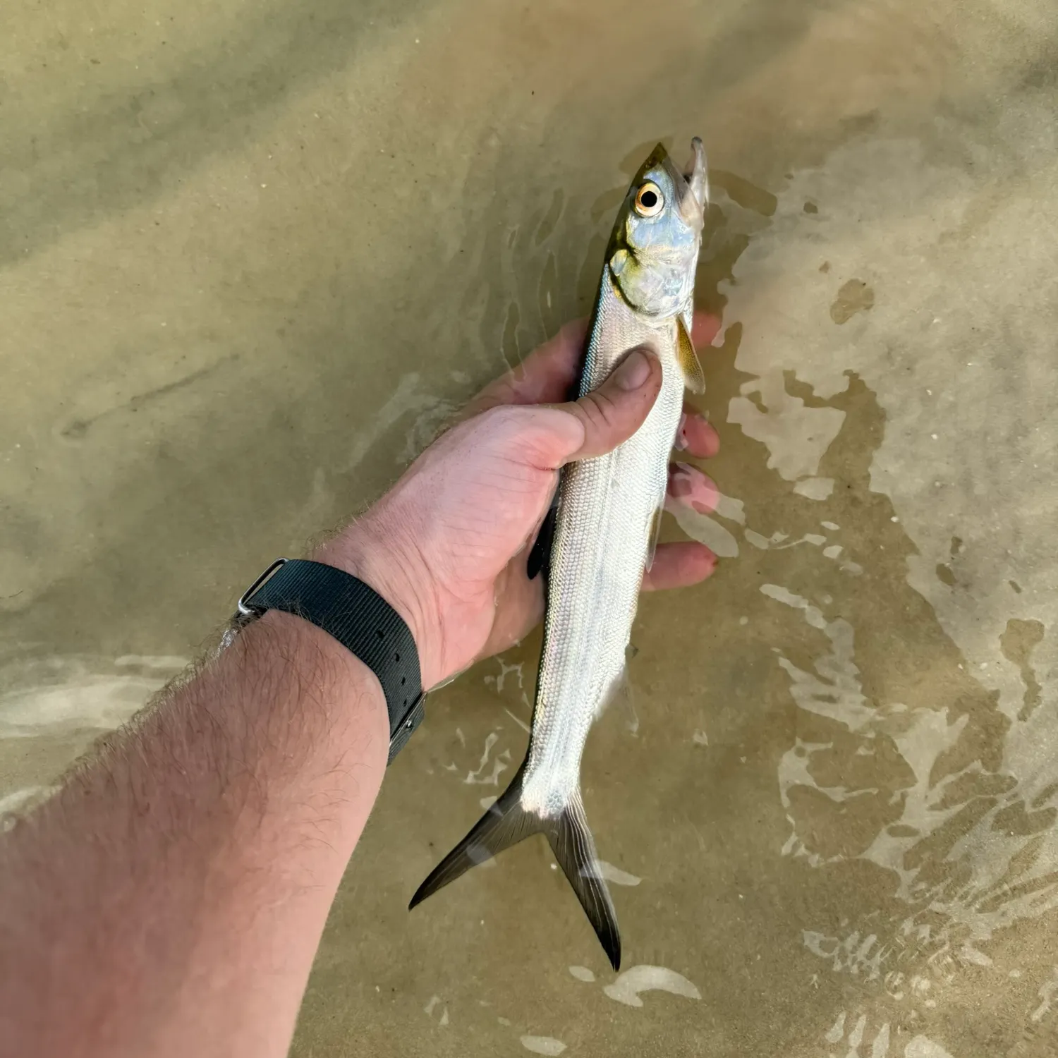 The most recent Ladyfish catches on Fishbrain
