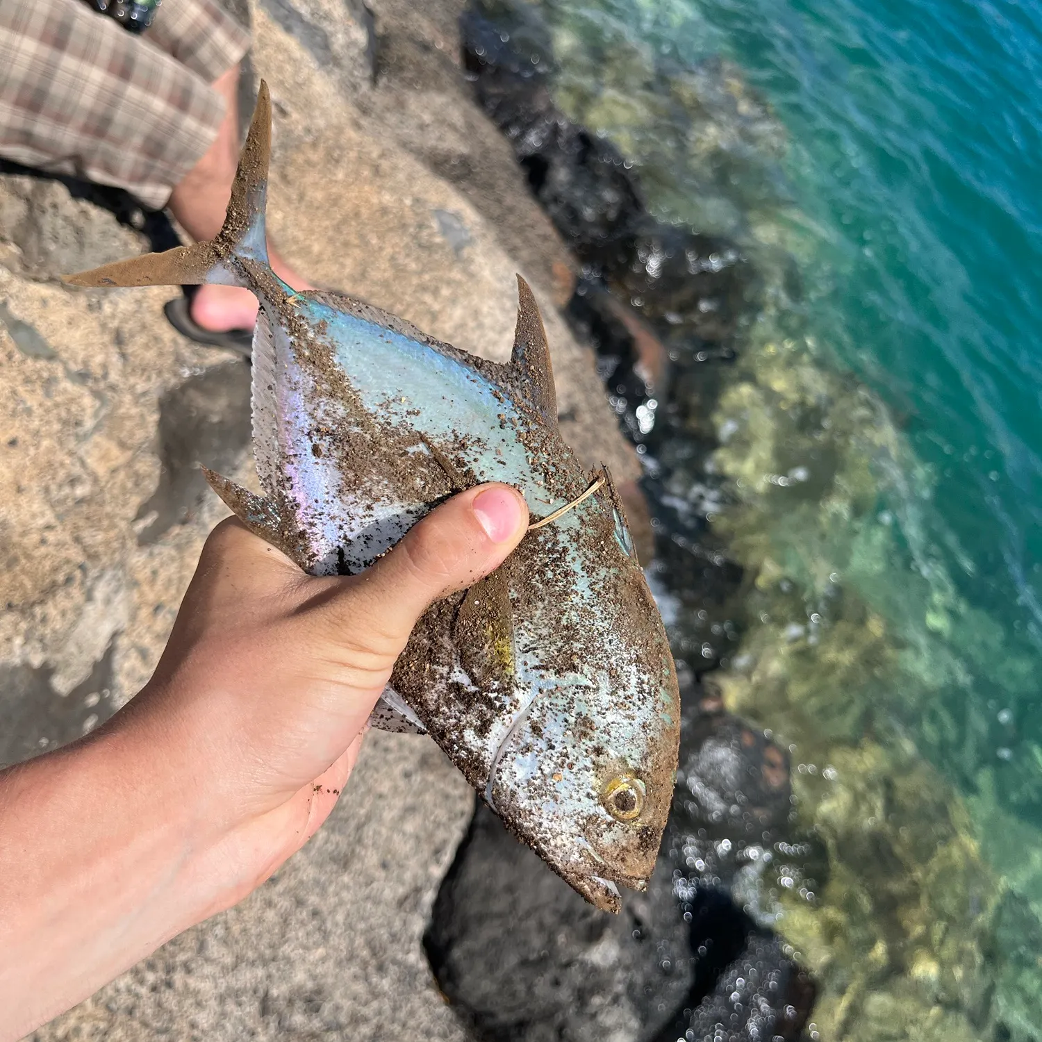 The most recent Bluefin trevally catches on Fishbrain
